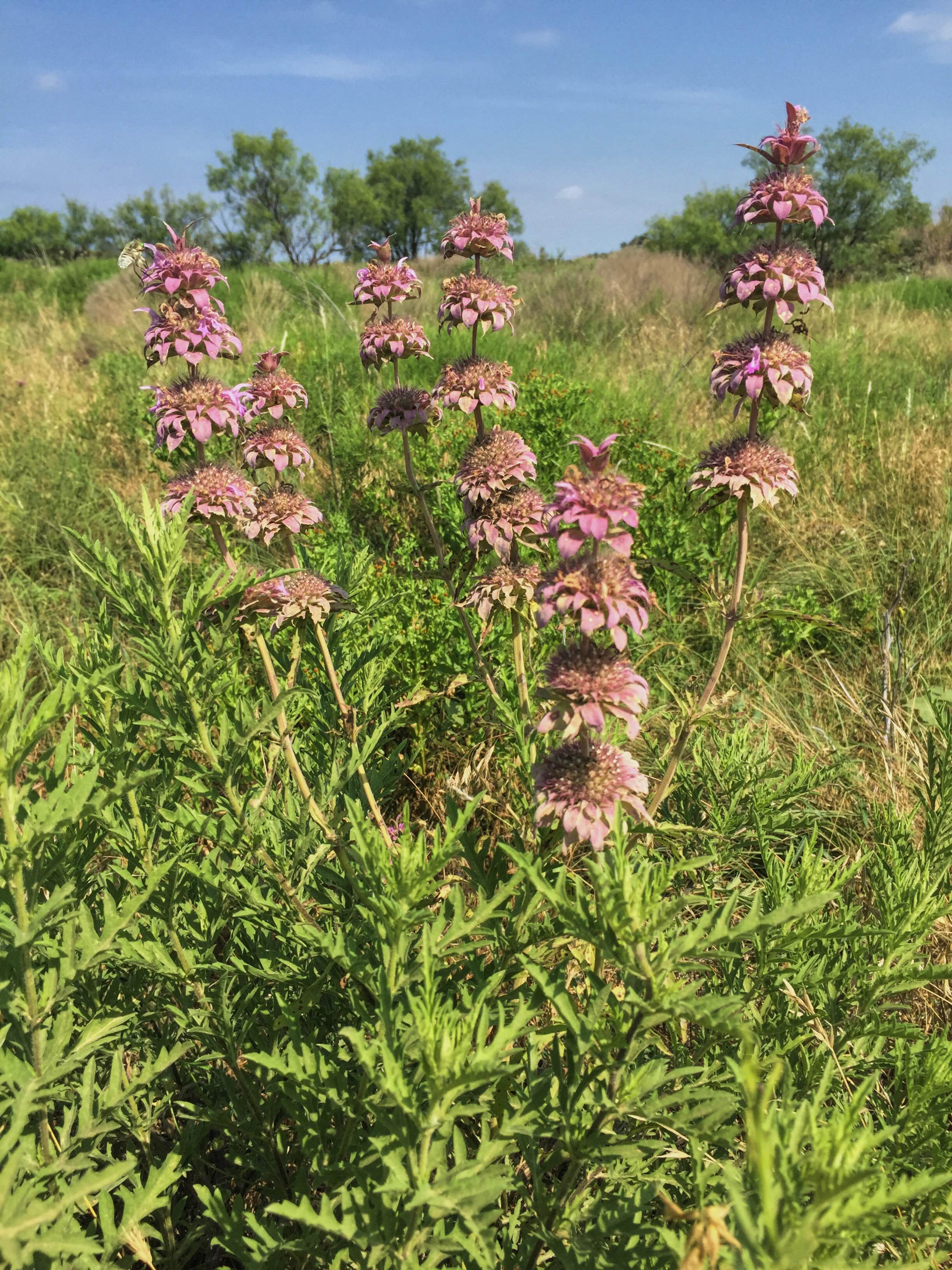 Monarda citriodora
