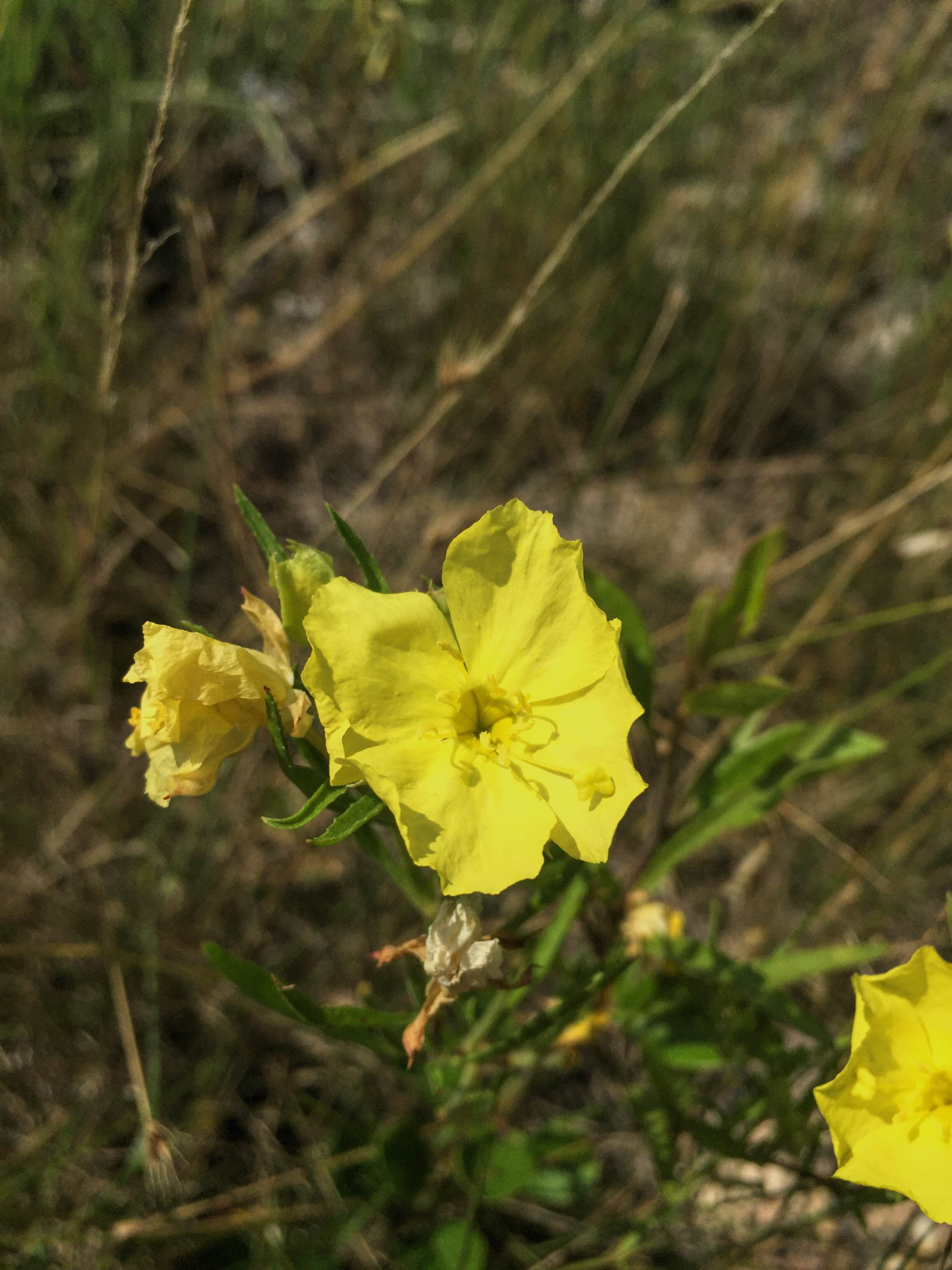 Calylophus berlandieri (Oenothera)