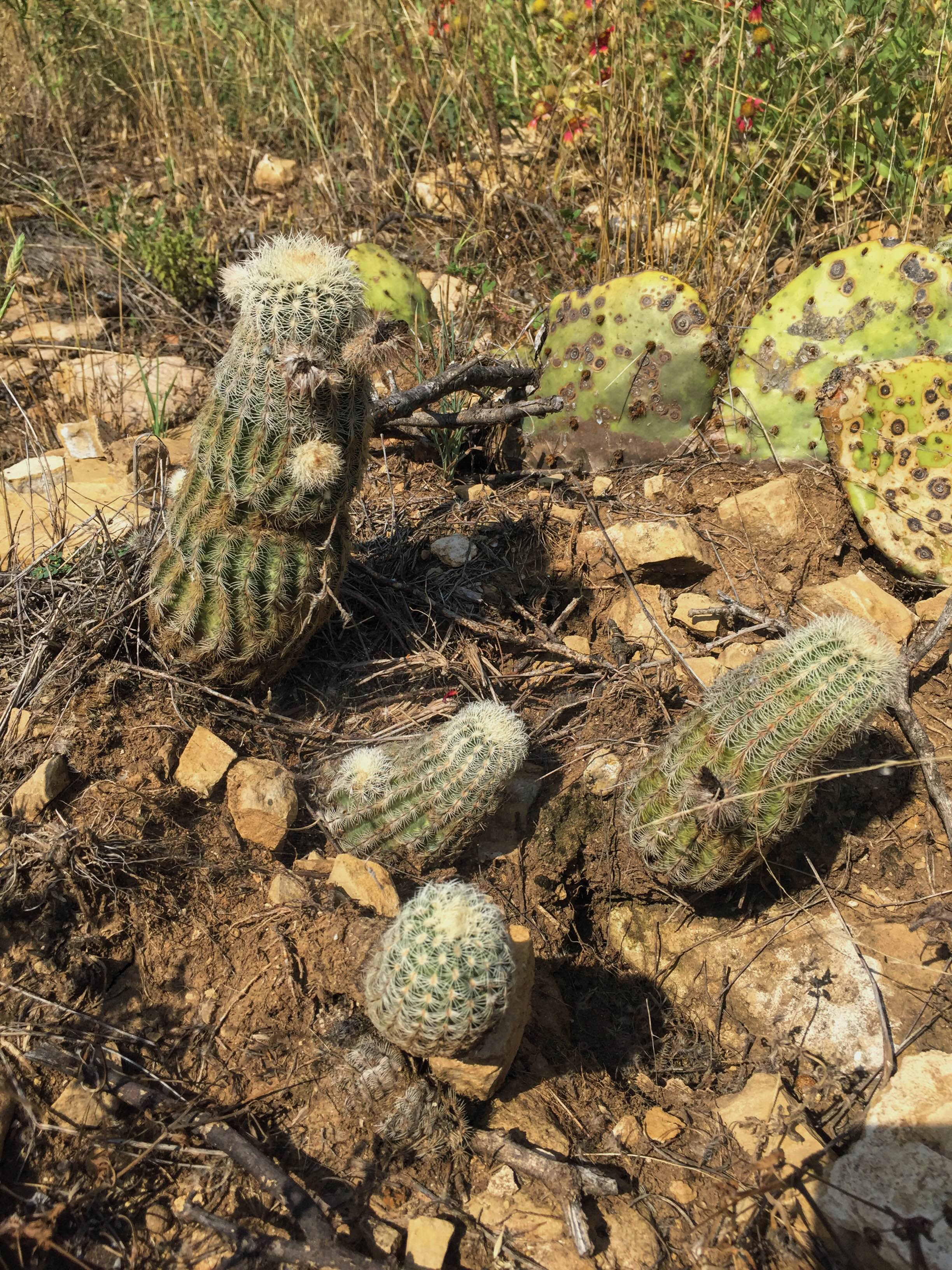 Echinocereus reichenbachii