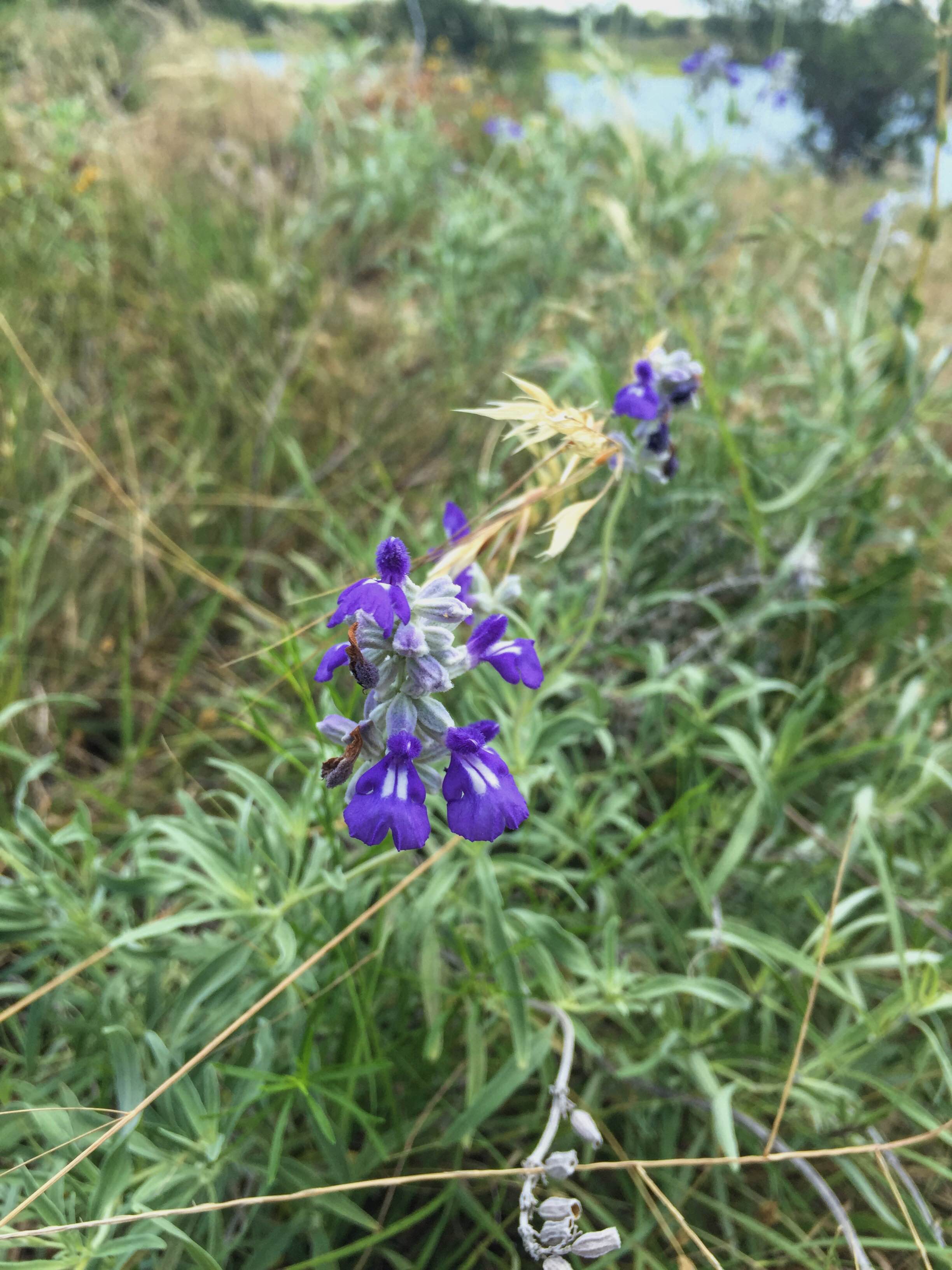 Salvia farinacea