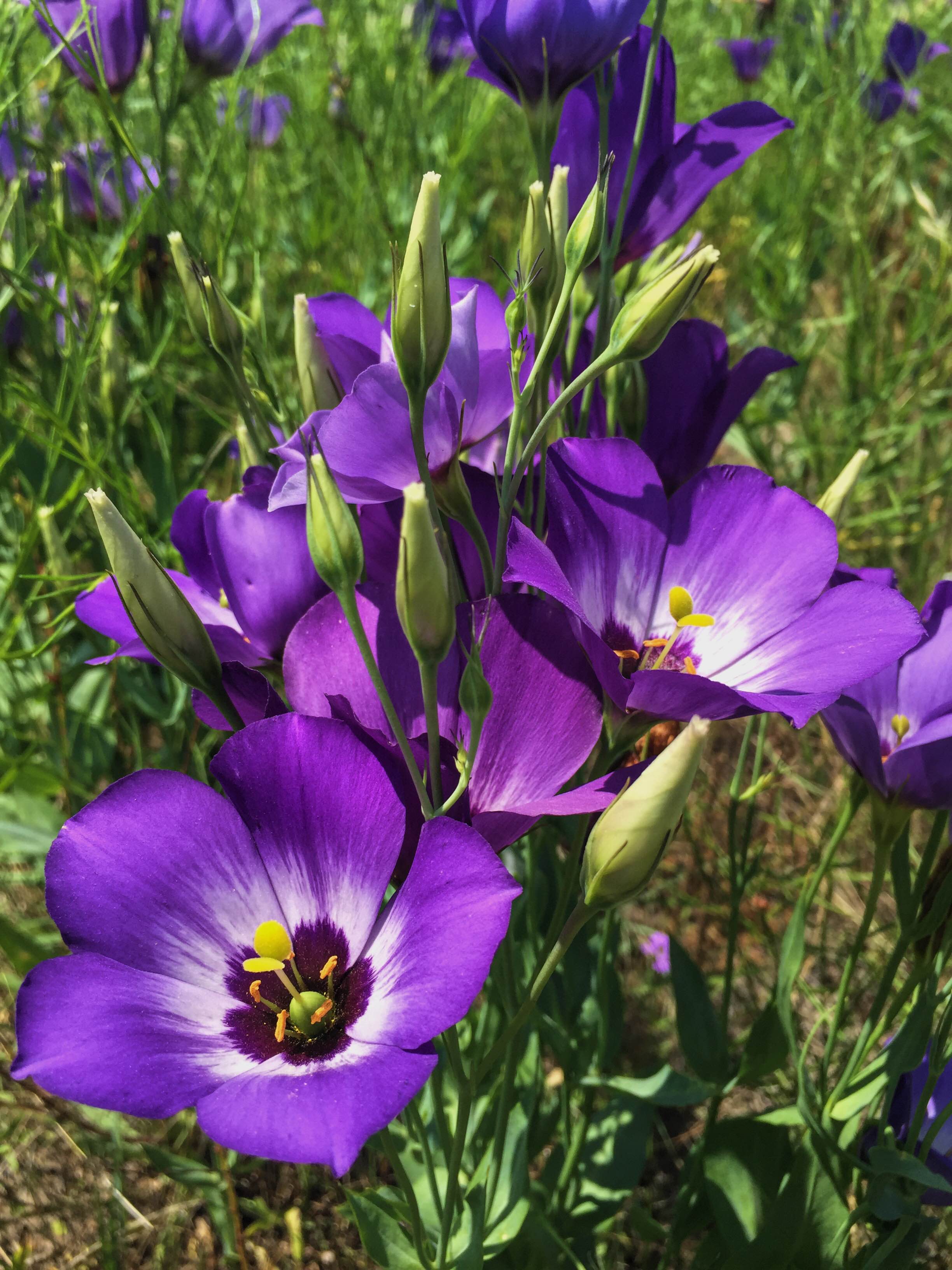 Eustoma exaltatum ssp. russellianum