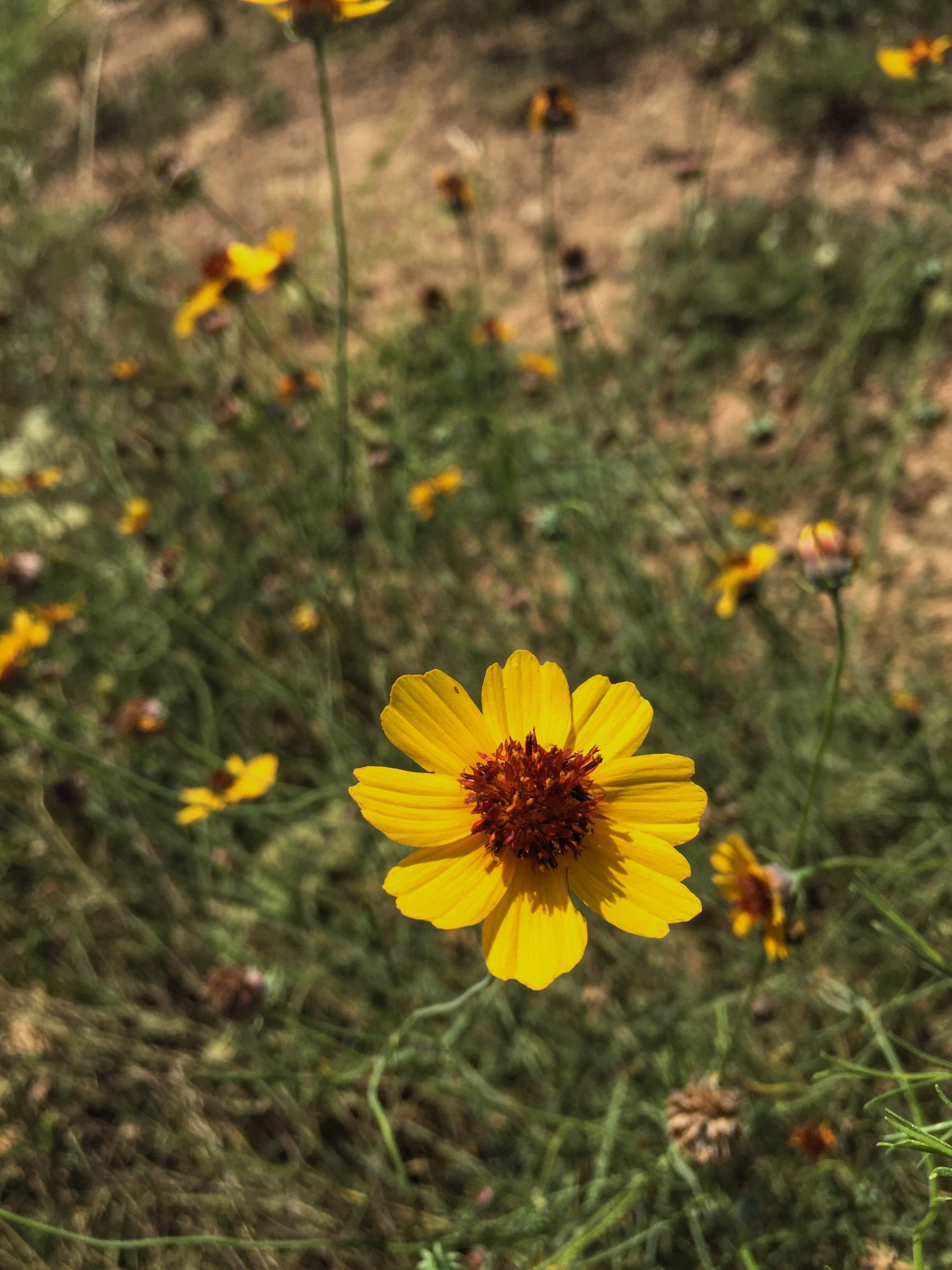 Coreopsis tinctoria