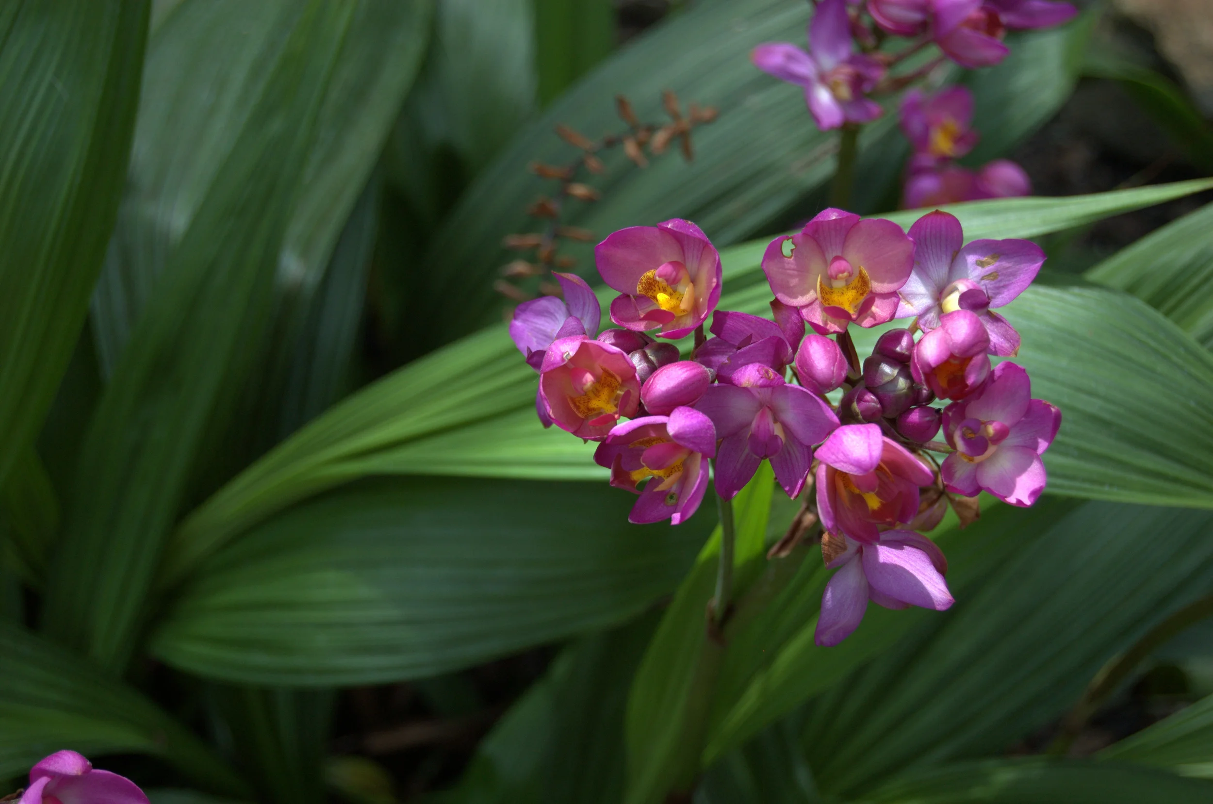 Spathoglottis plicata, Ground Orchid