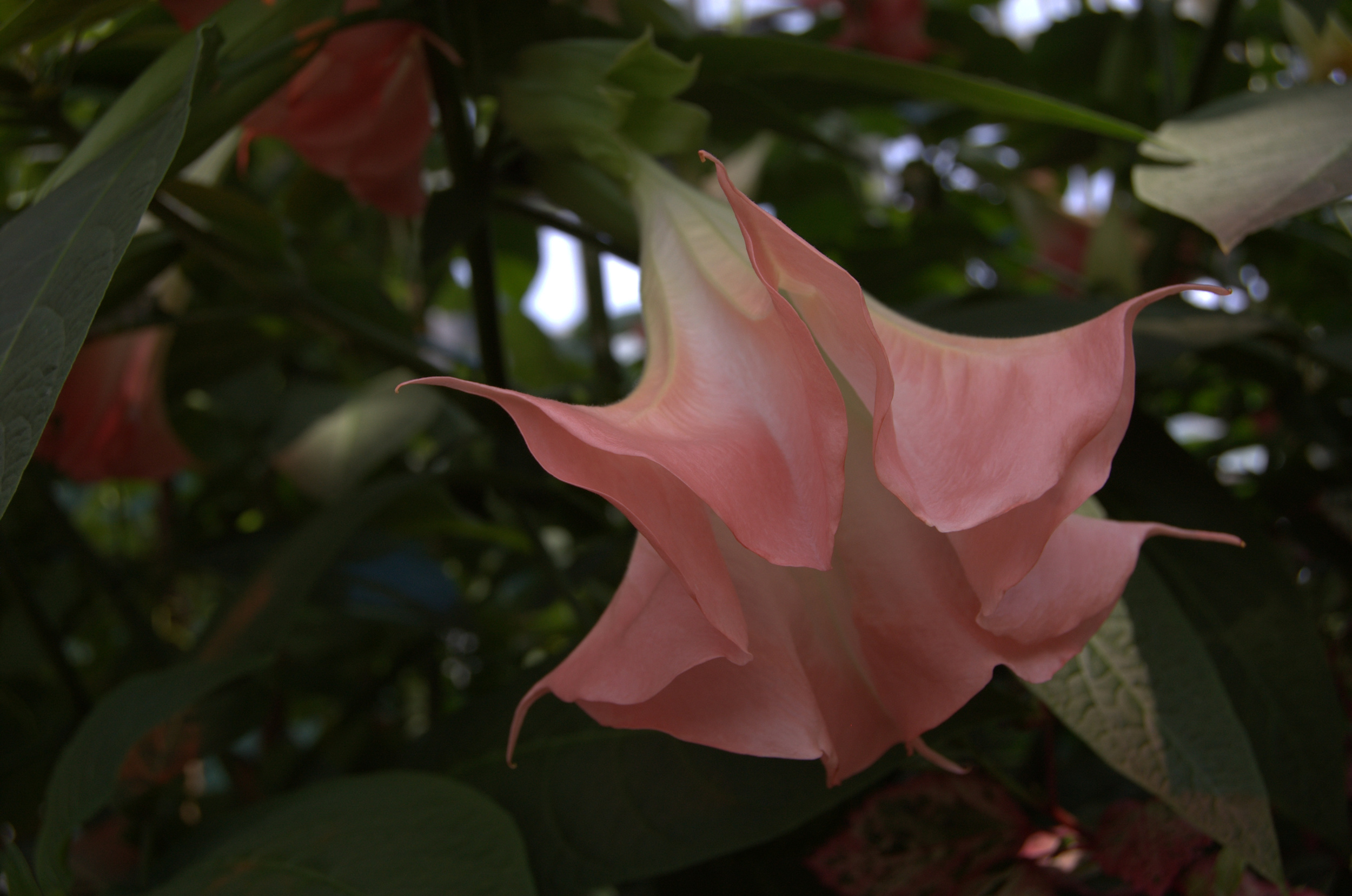 Datura stramonium, Angel's Trumpets