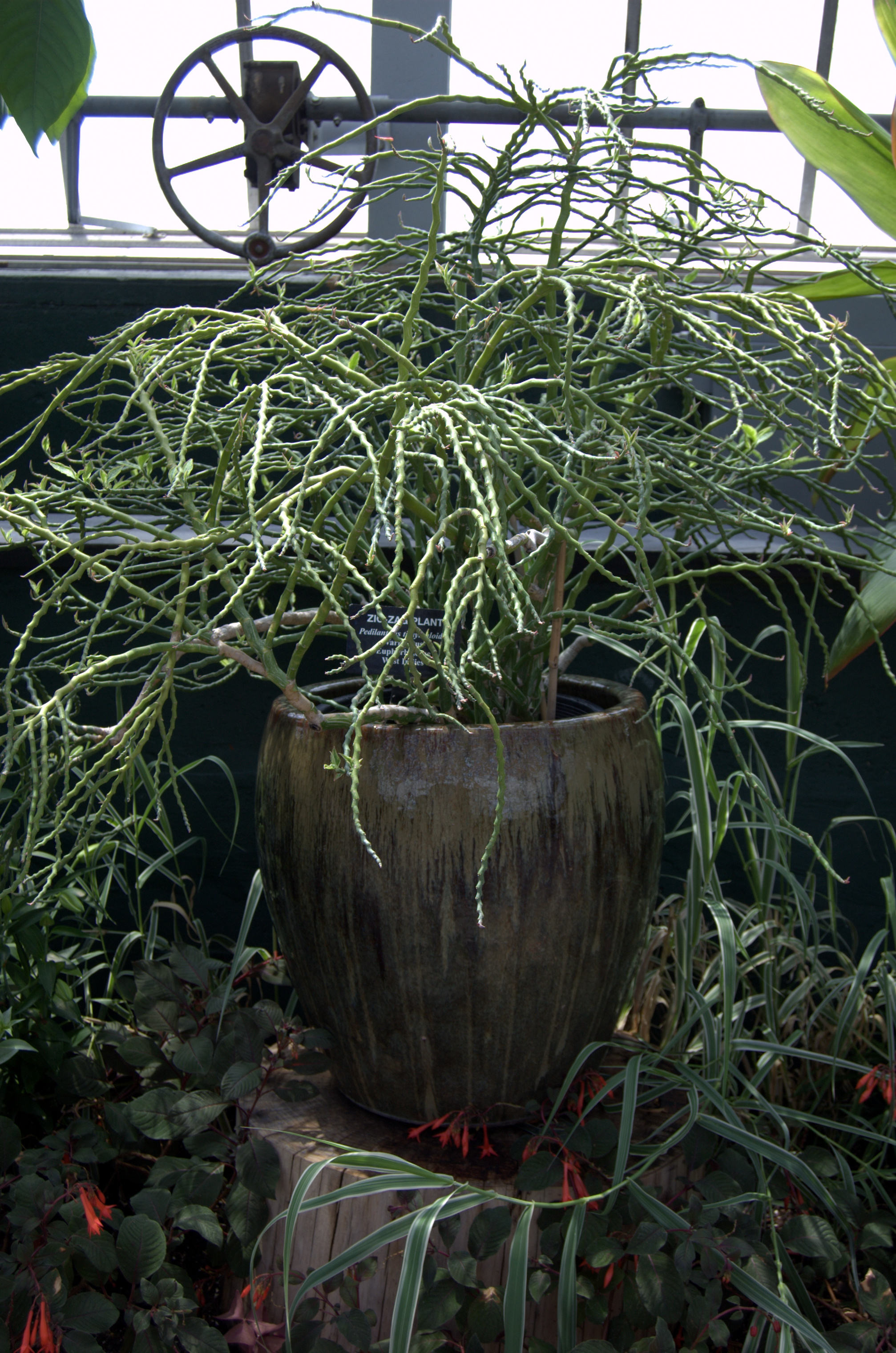 Pedilanthus tithymaloides, Zig-Zag Plant