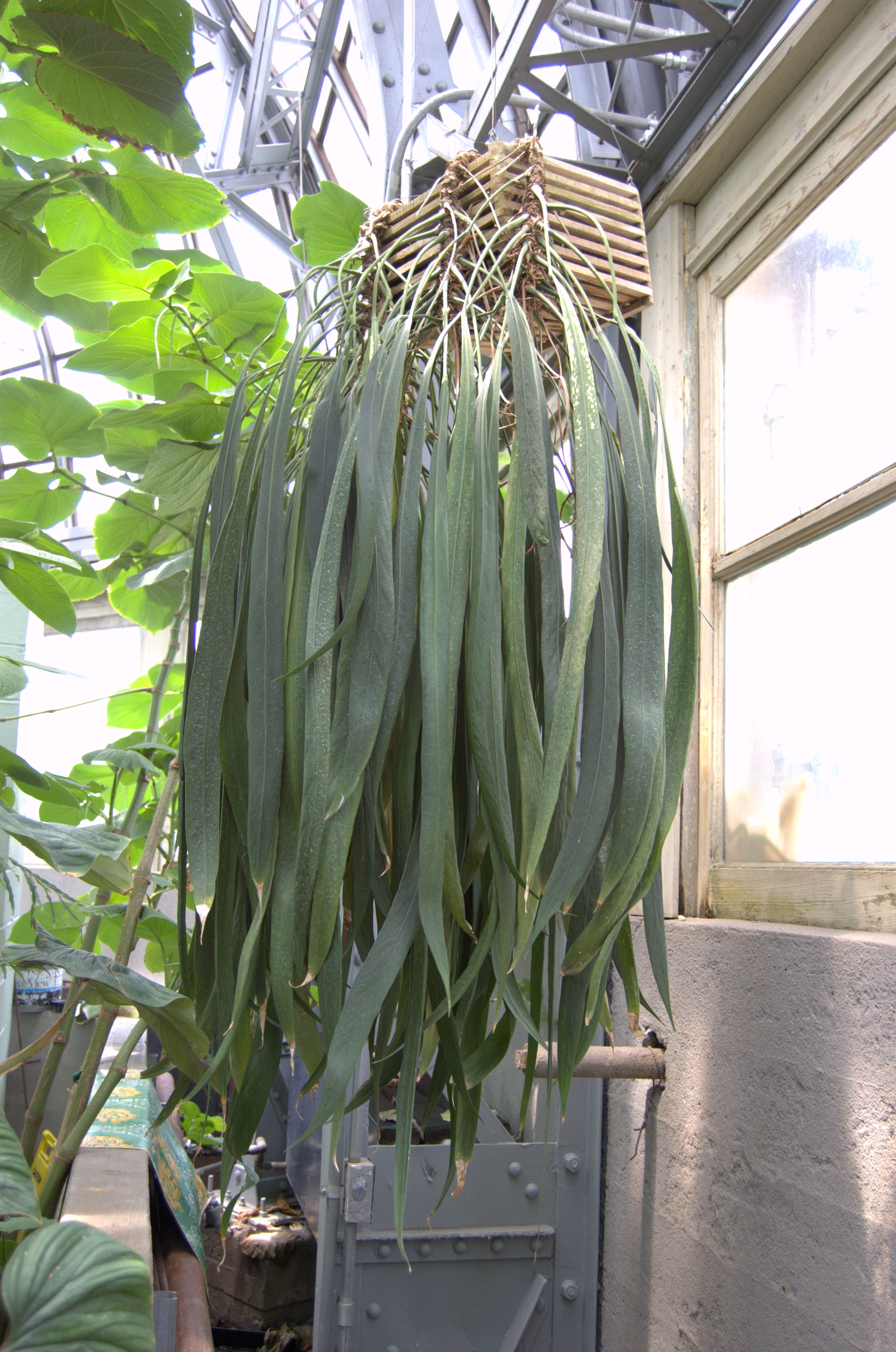 Anthurium vittariifolium, Strap Leaf Anthurium