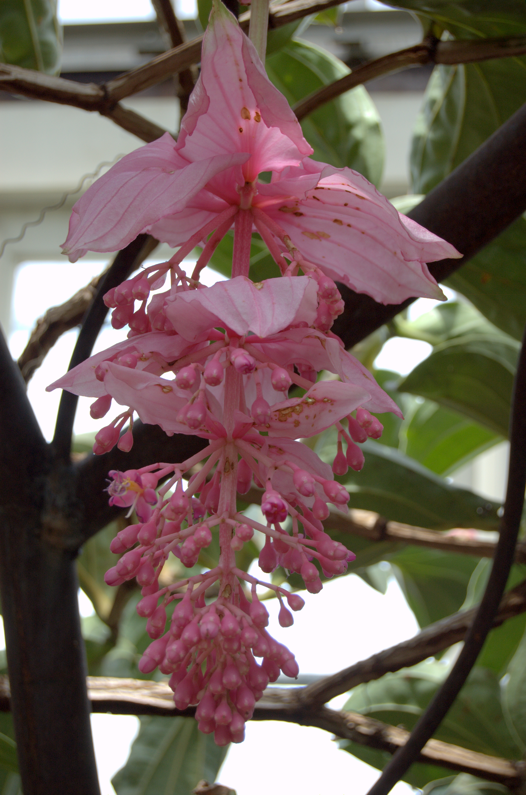 Medinilla magnifica, Pink Lantern