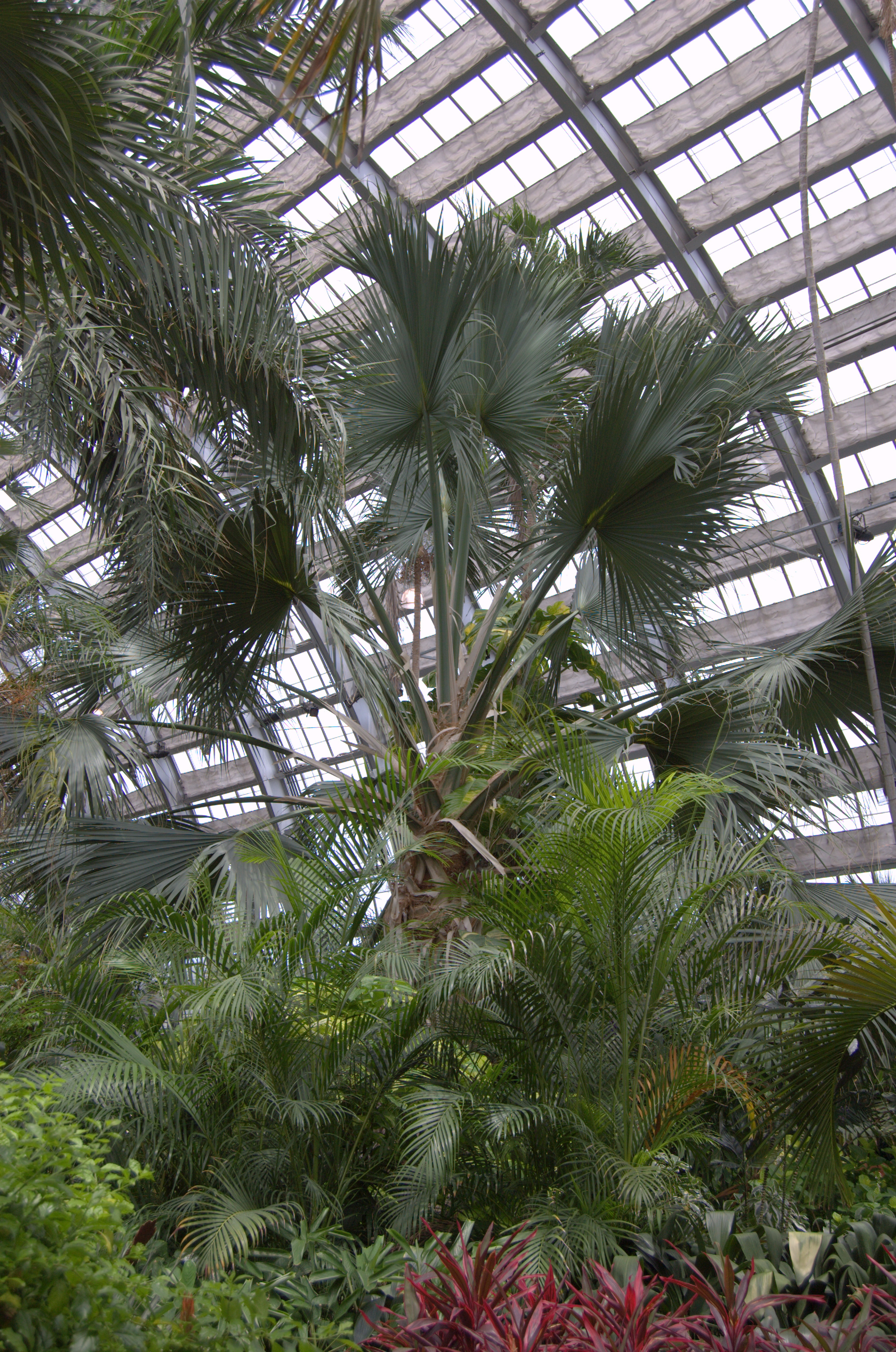 Bismarckia nobilis, Bismarck Palm