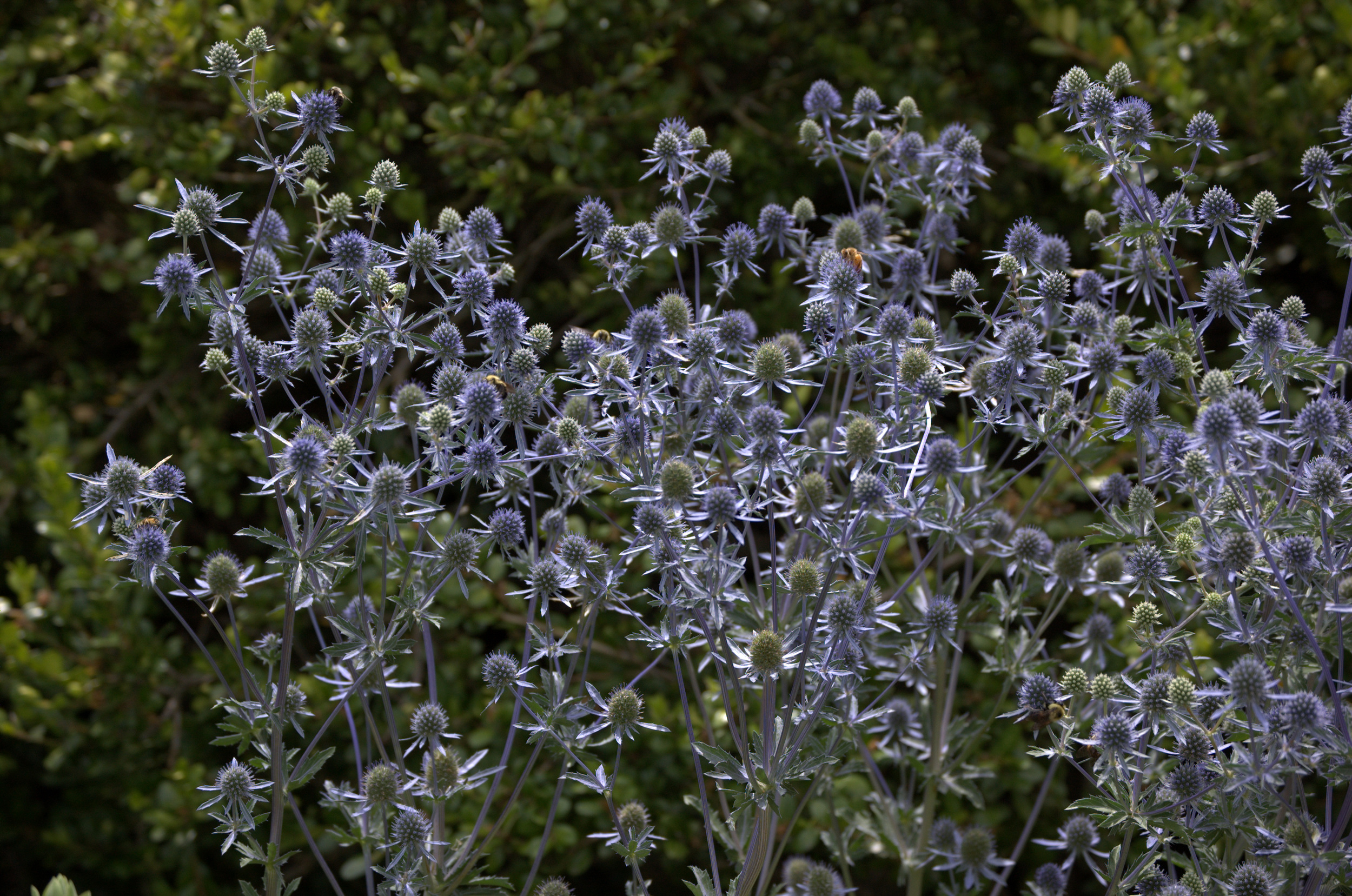 Eryngium, Thistle