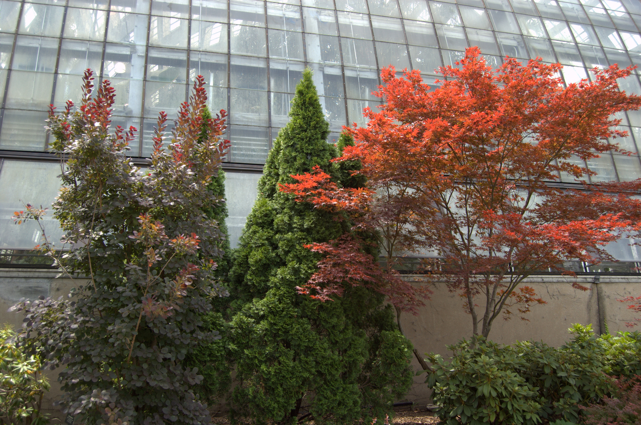 Smokebush and Japanese Maple