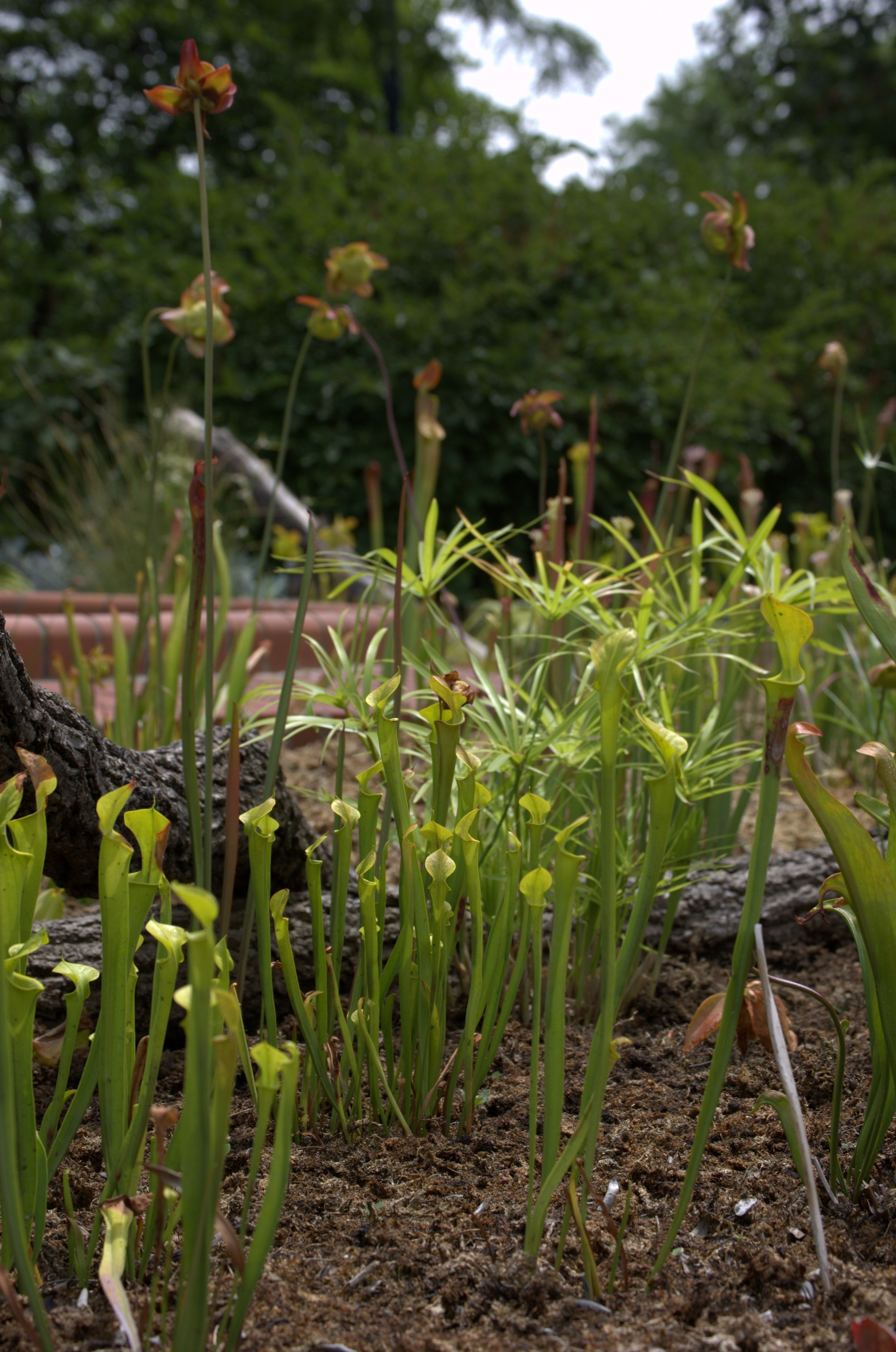 Sarracenia, Pitcher Plants
