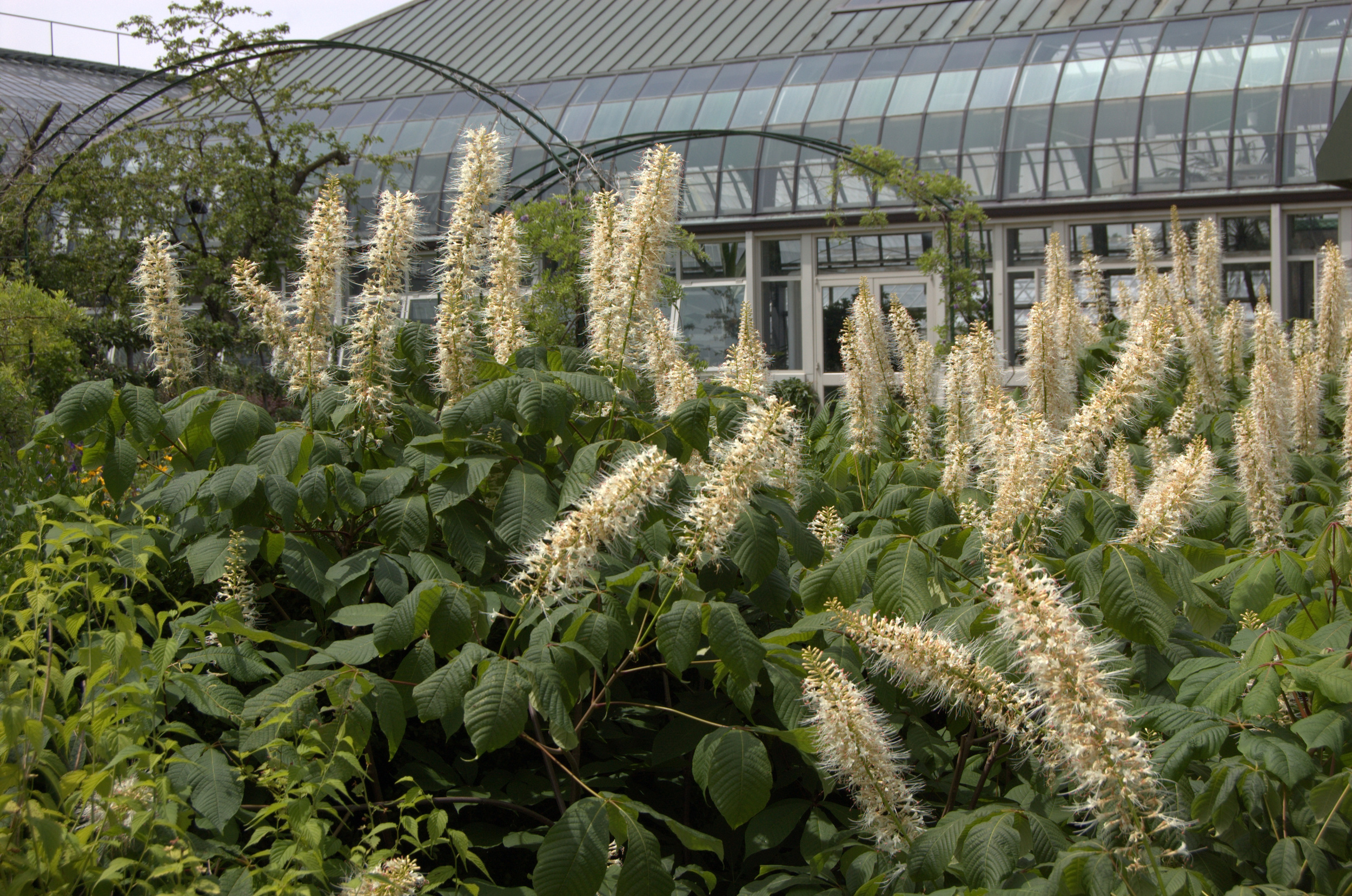 Aesculus parviflora, Dwarf Horse Chestnut