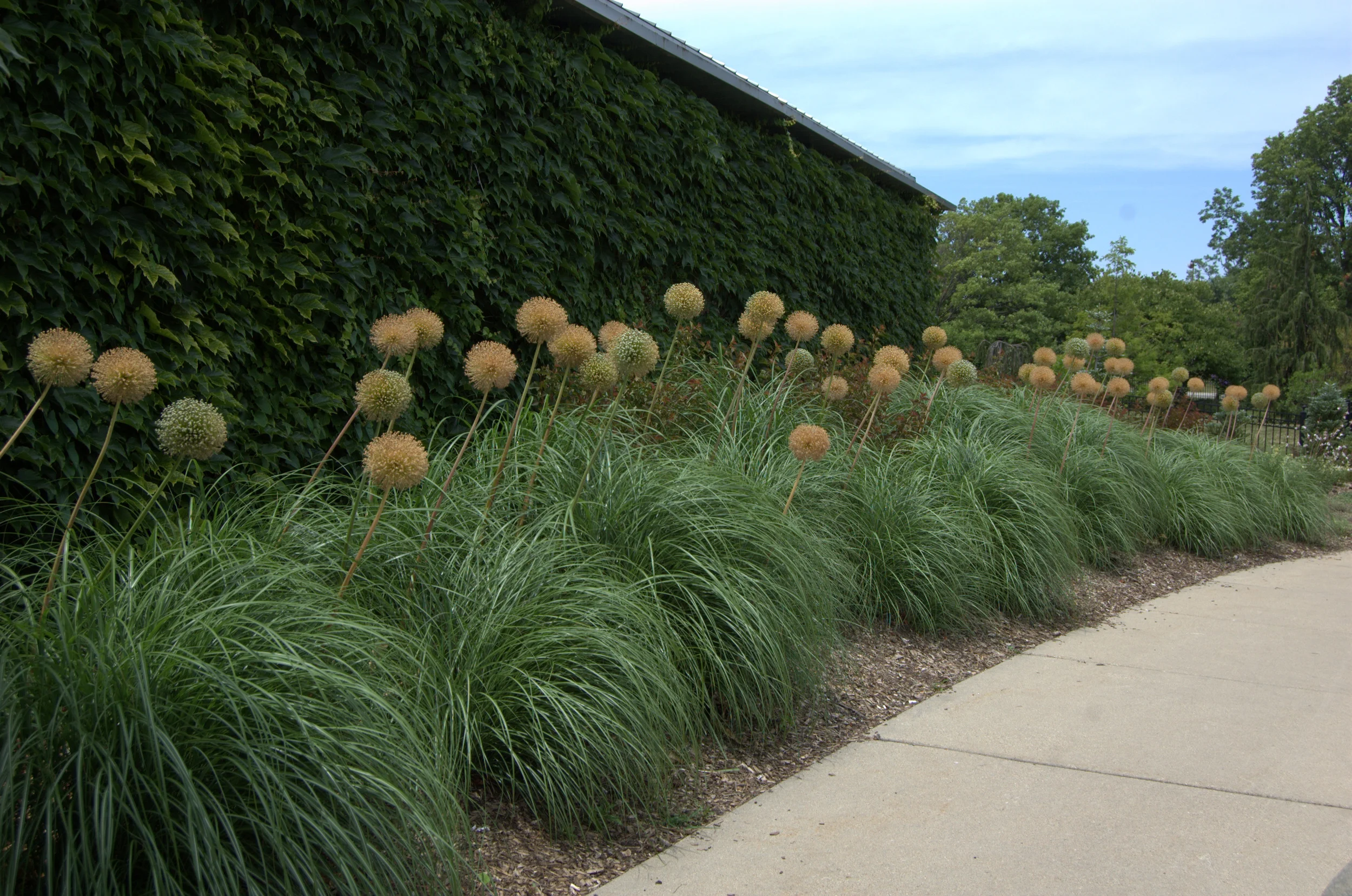 Allium