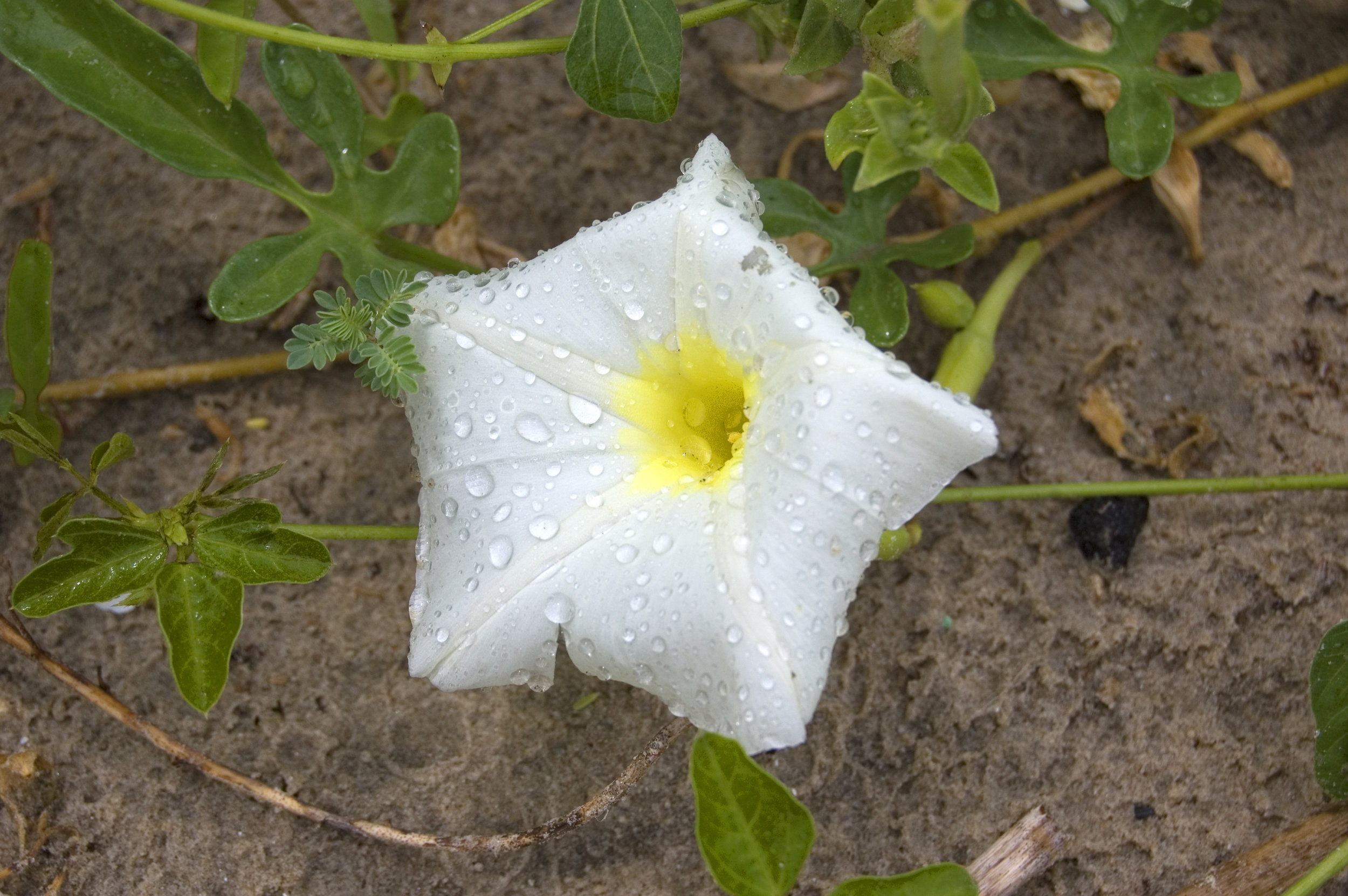 Ipomoea imperati, Beach Morning Glory