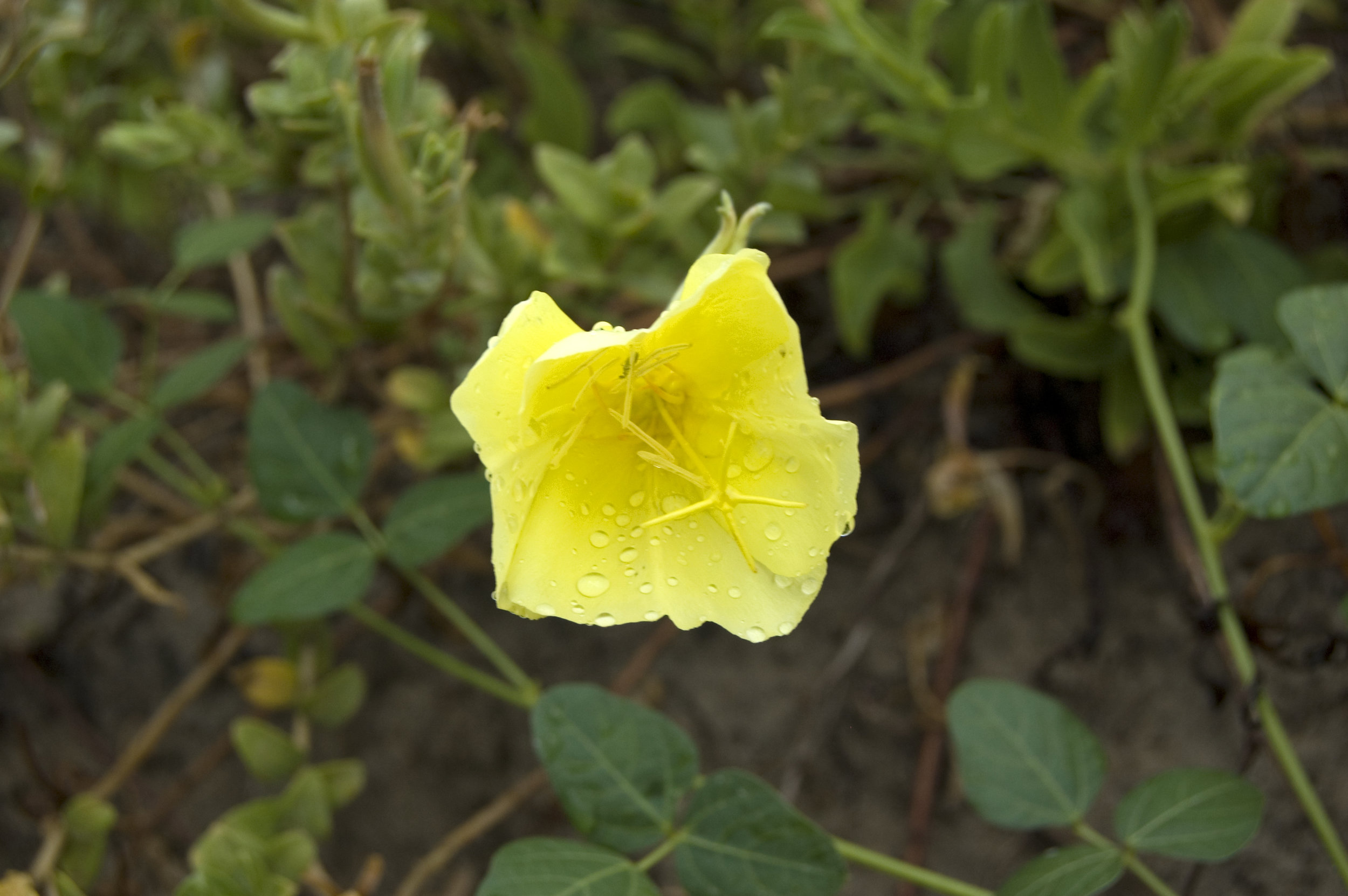 Oenothera drummondii, Beach Evening Primrose