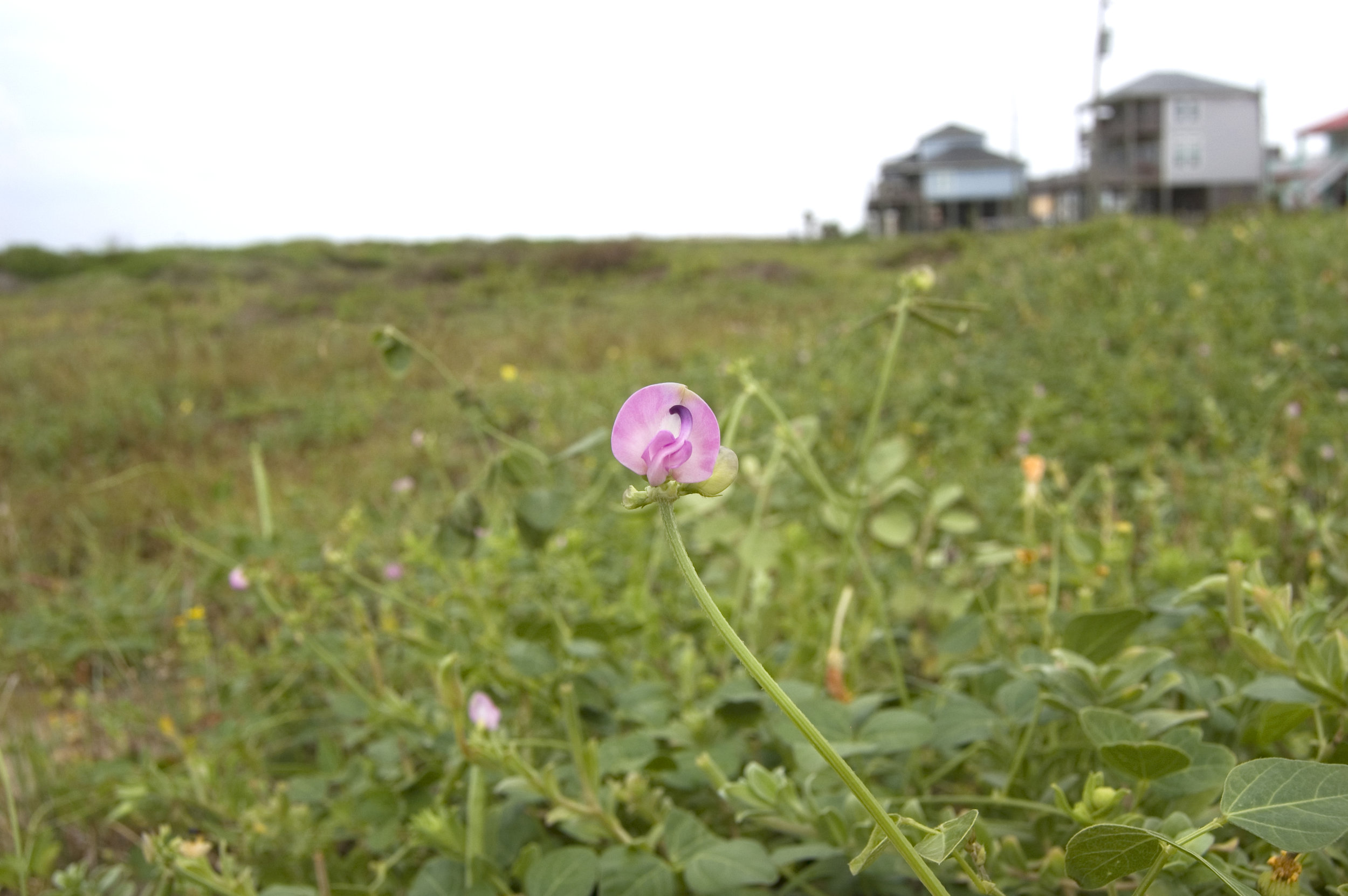 Strophostyles leiosperma, Slickseed Fuzzybean