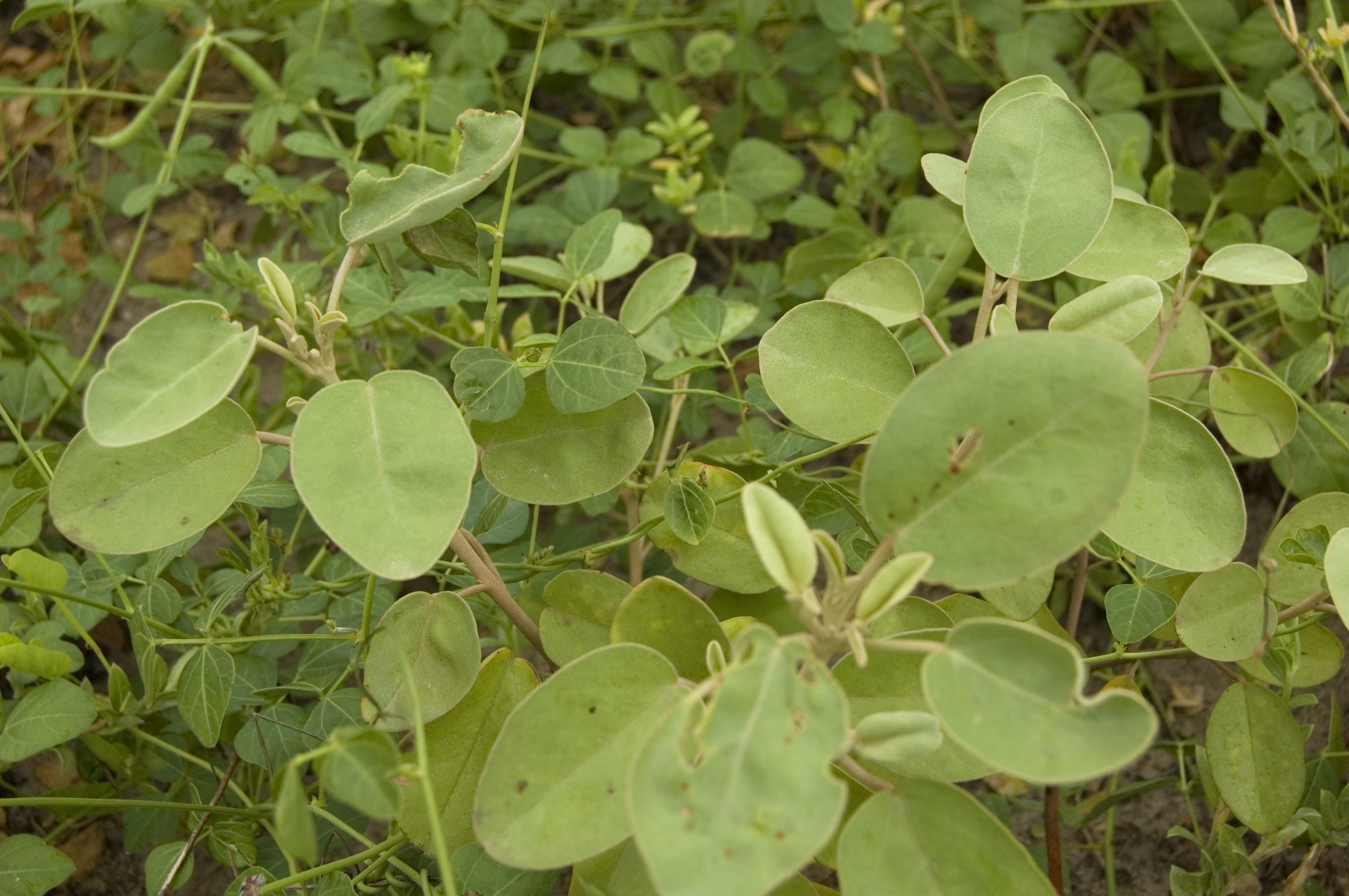 Croton punctatus, Gulf Croton