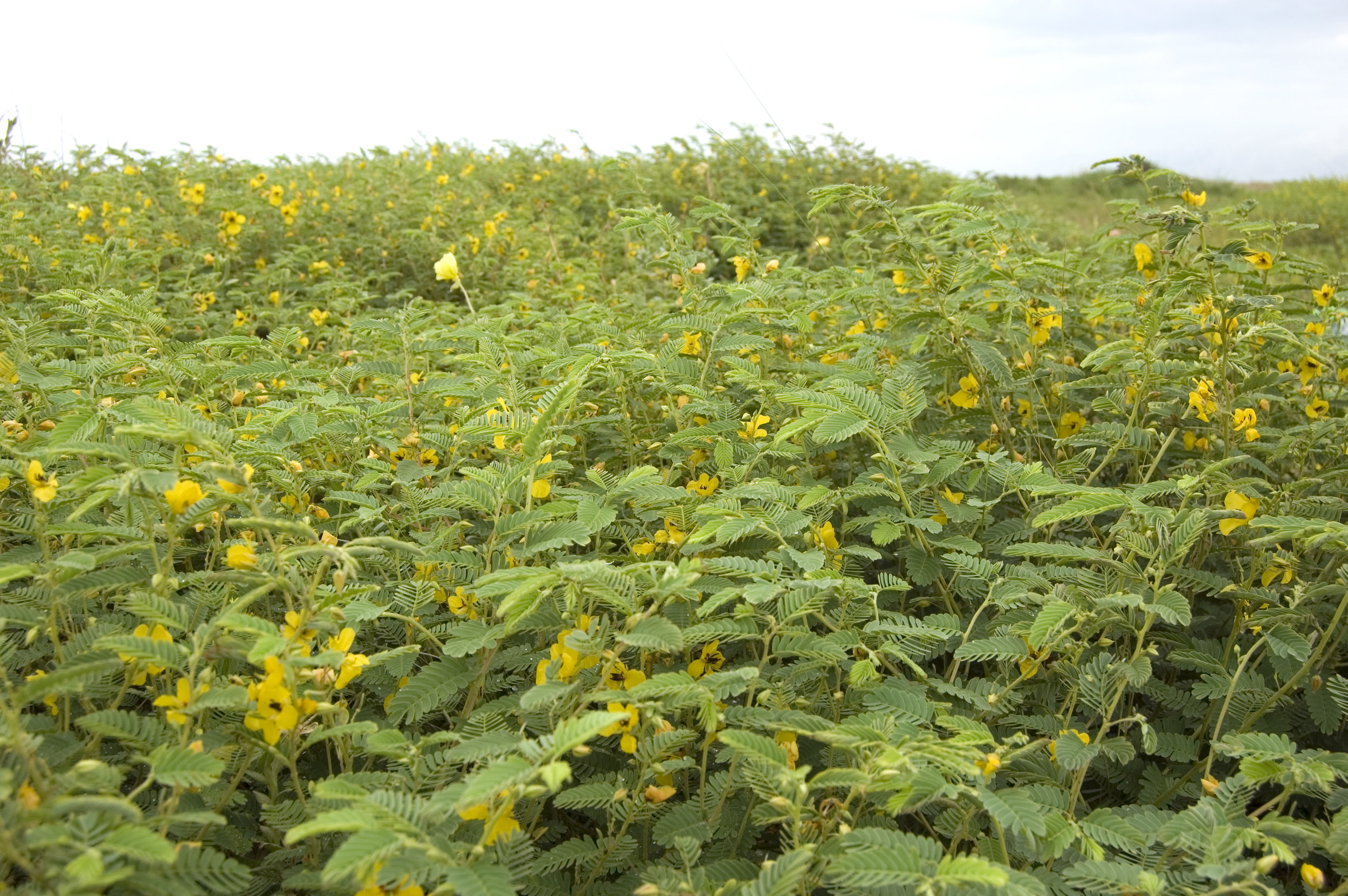 Chamaecrista fasciculata, Partridge Pea