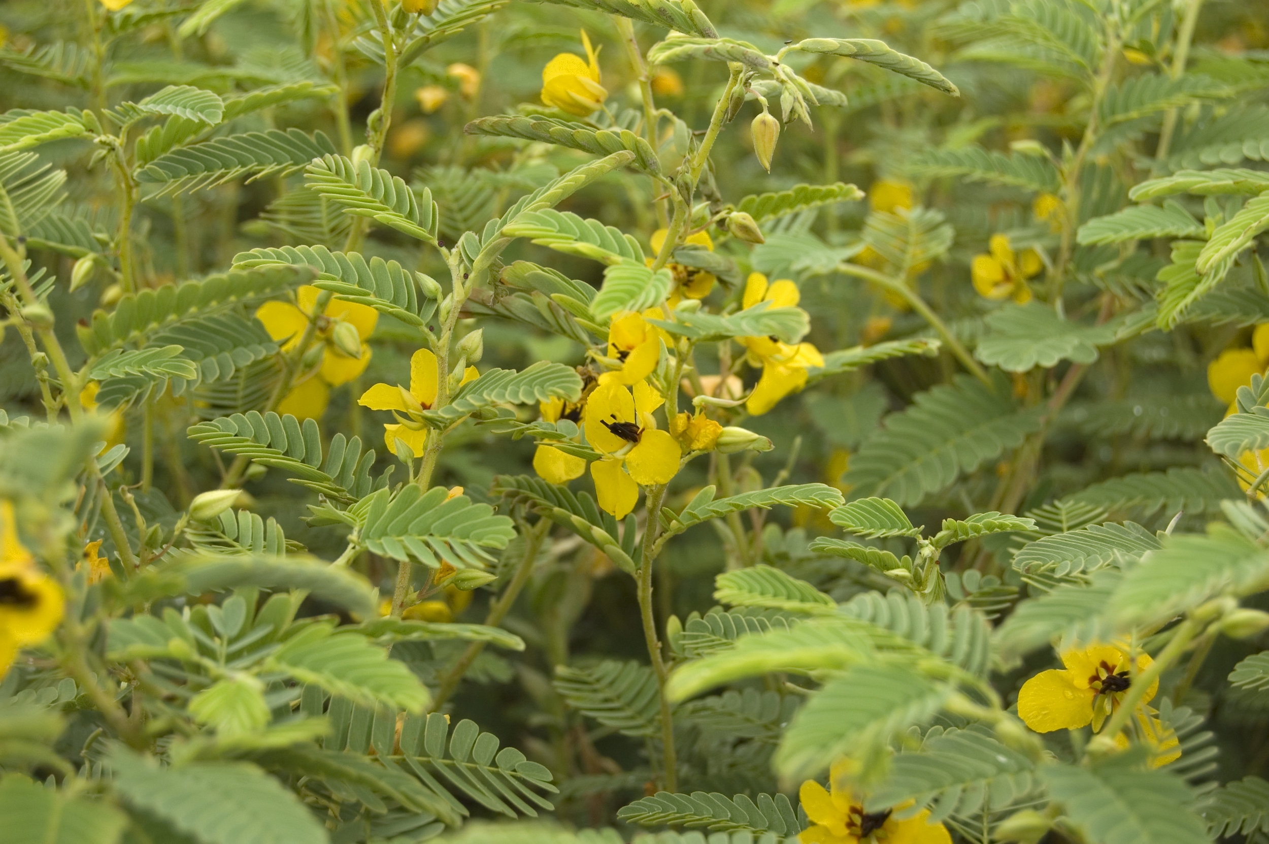 Chamaecrista fasciculata, Partridge Pea