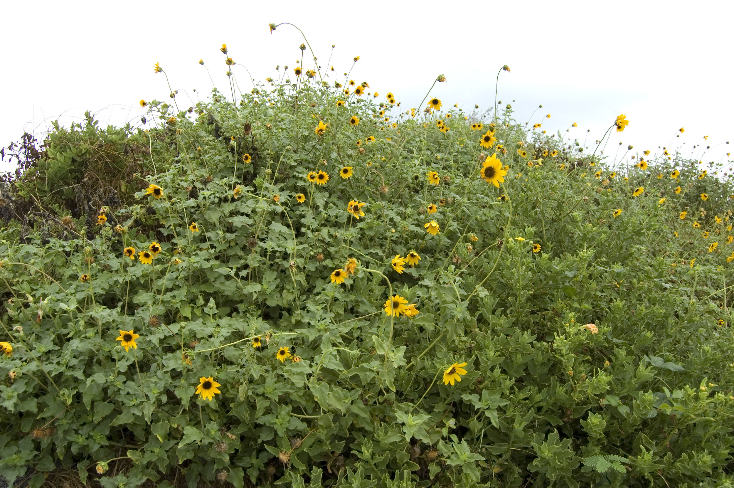 Helianthus debilis, Beach Sunflower