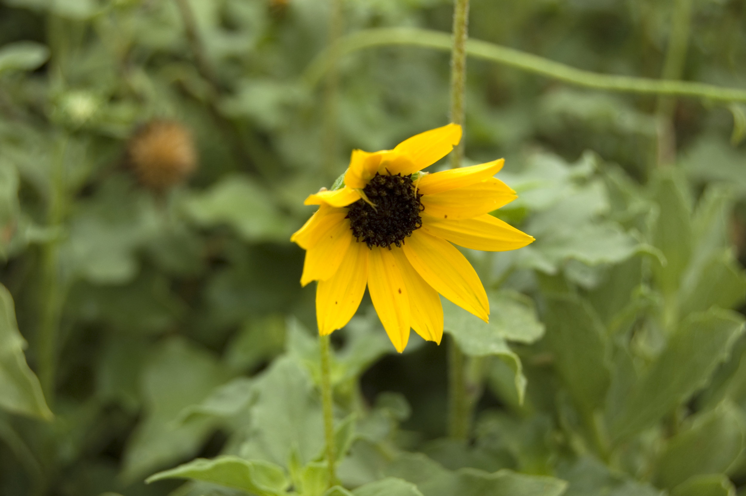 Helianthus debilis, Beach Sunflower