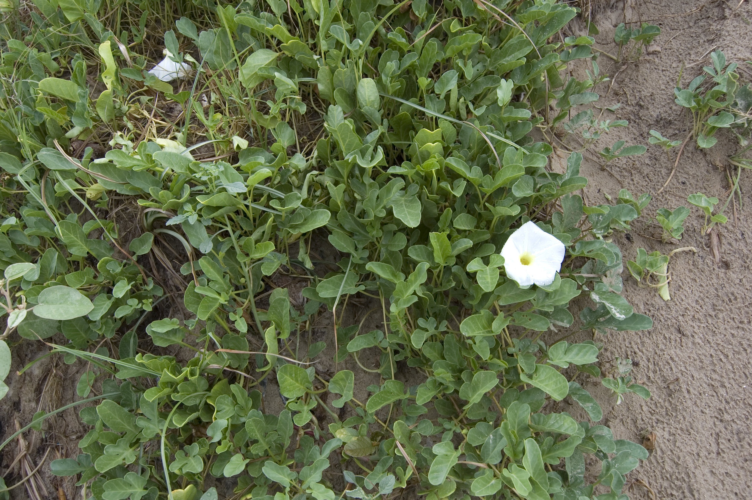 Ipomoea imperati, Beach Morning Glory