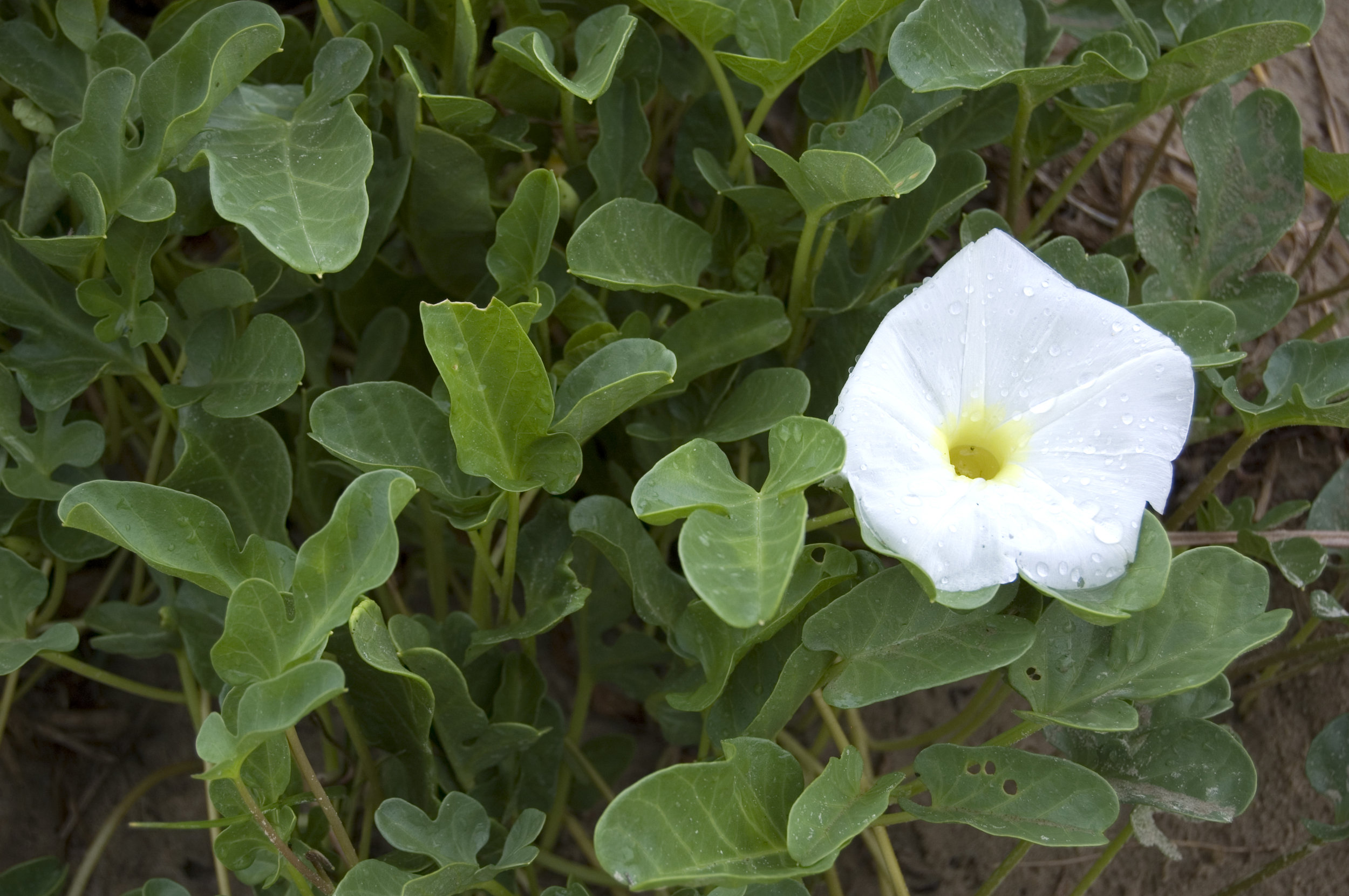 Ipomoea imperati, Beach Morning Glory