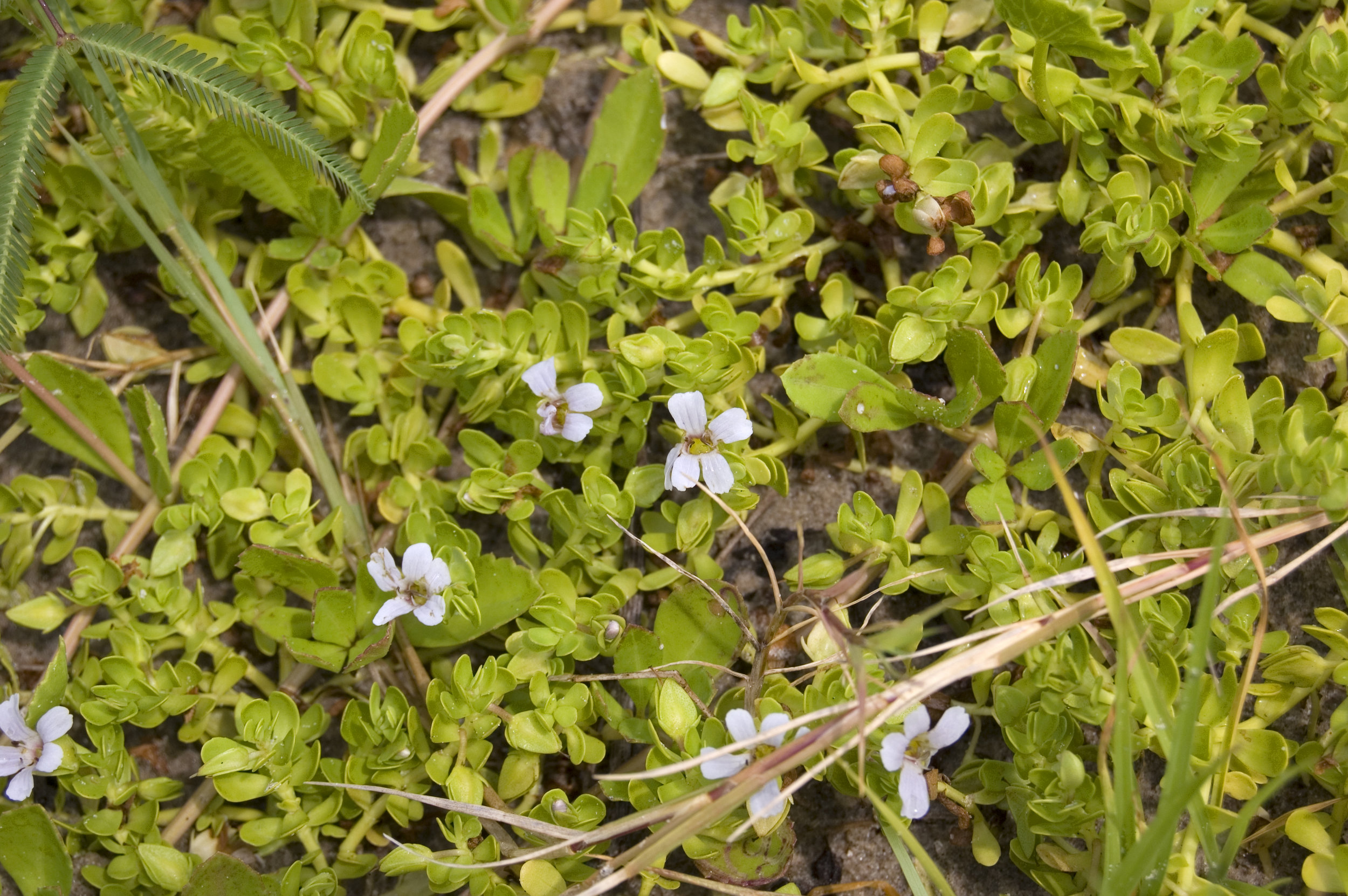 Bacopa monnieri, Water Hyssop