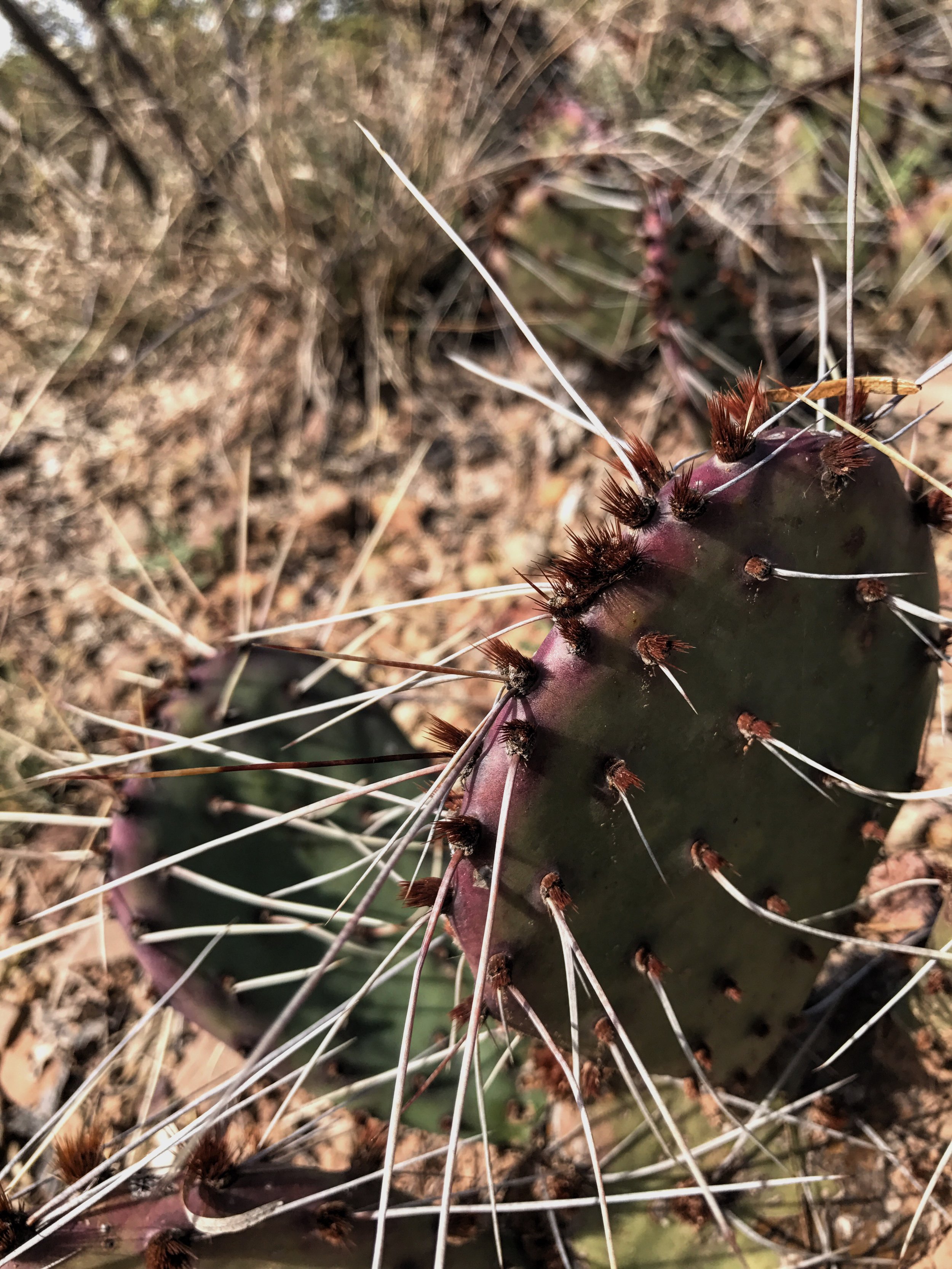 Opuntia tortispina