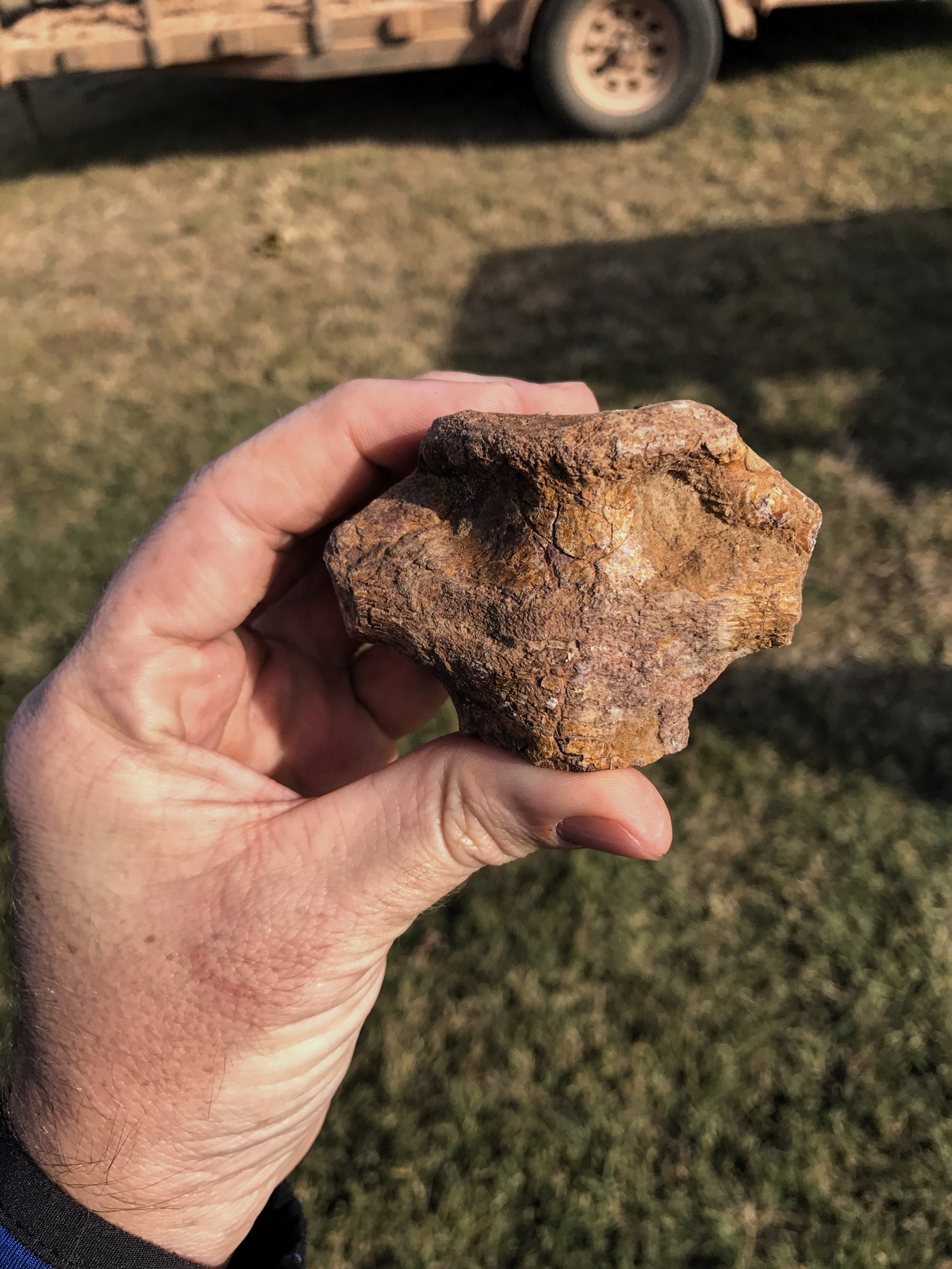 Dimetrodon vertebra