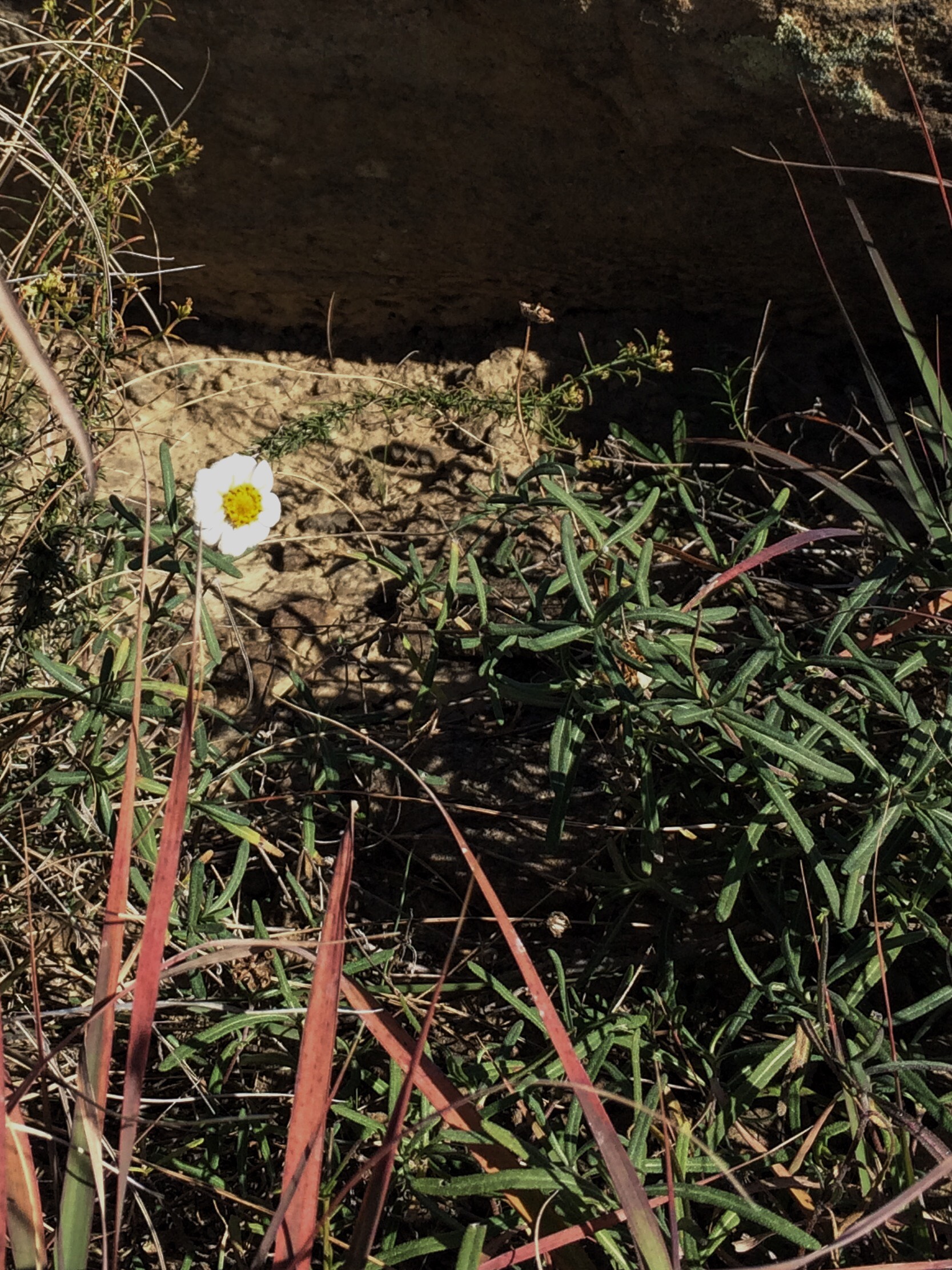Melampodium leucanthum, Blackfoot Daisy