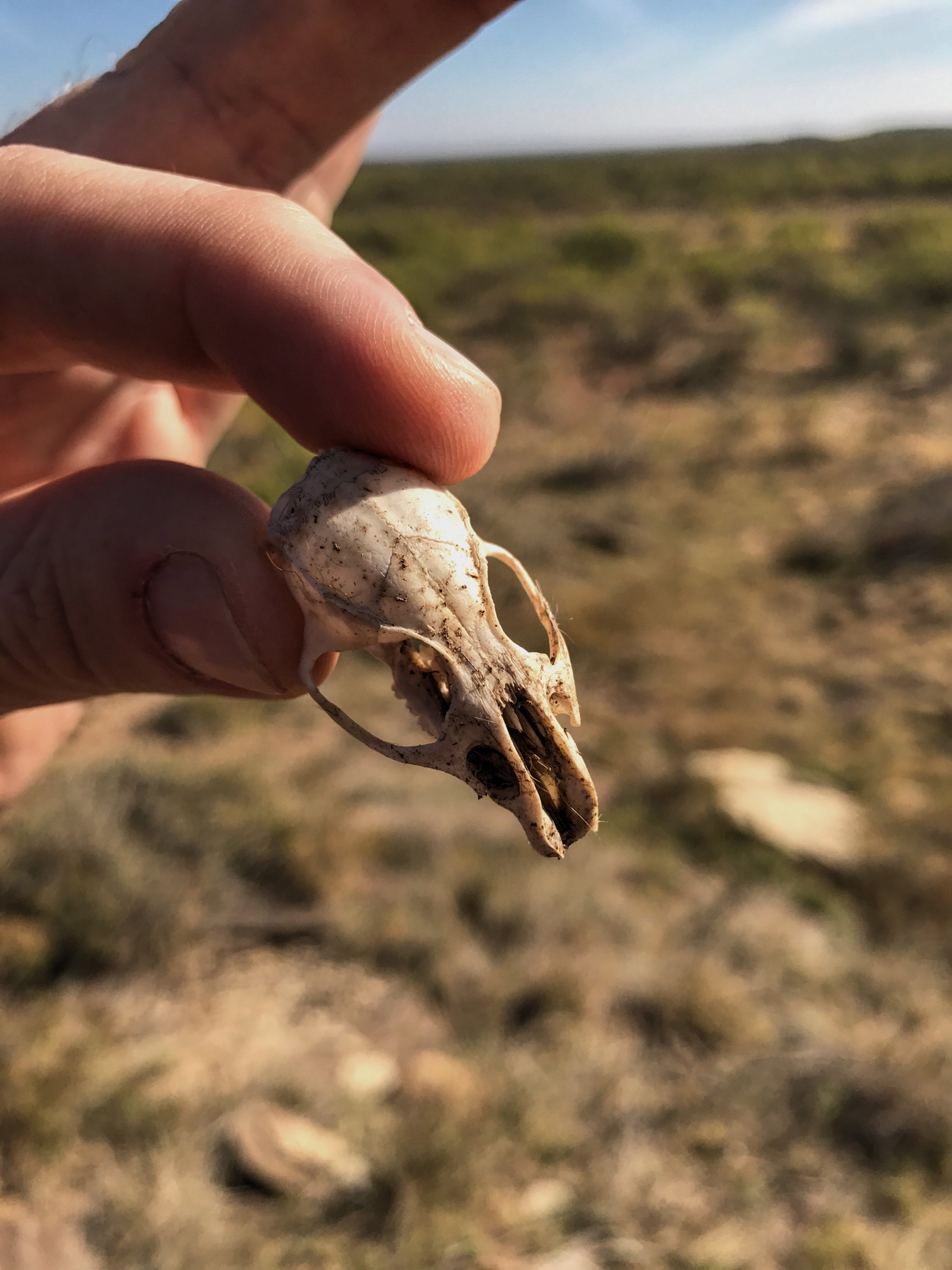 Mouse skull