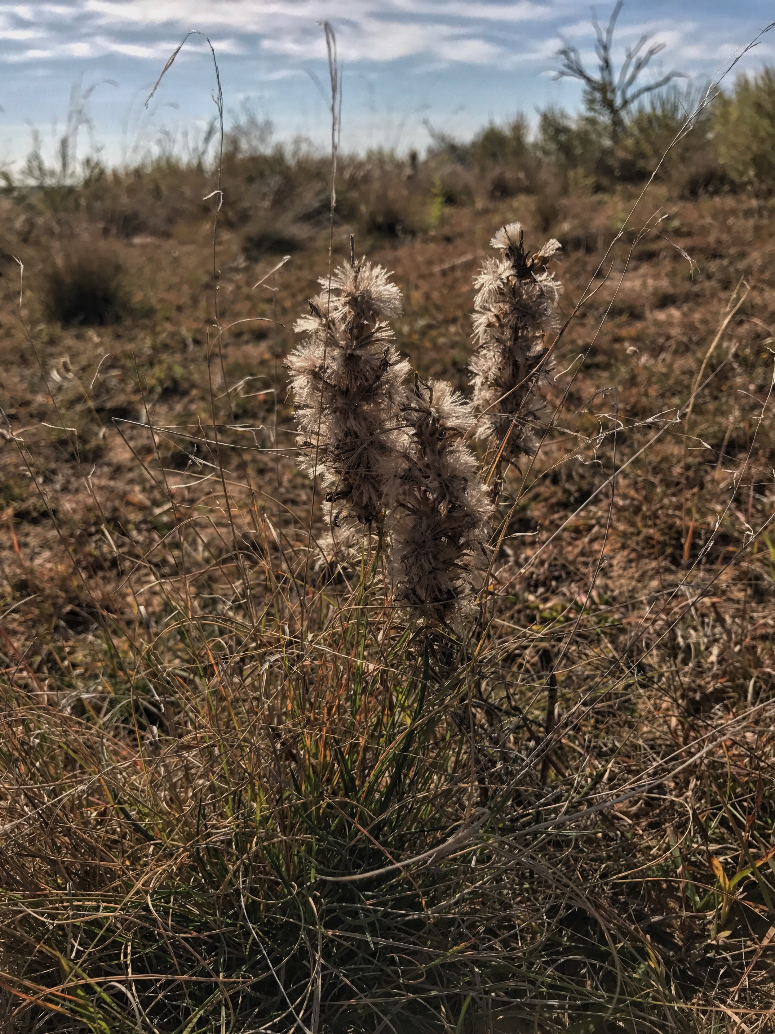 Liatris punctata, Gayfeather