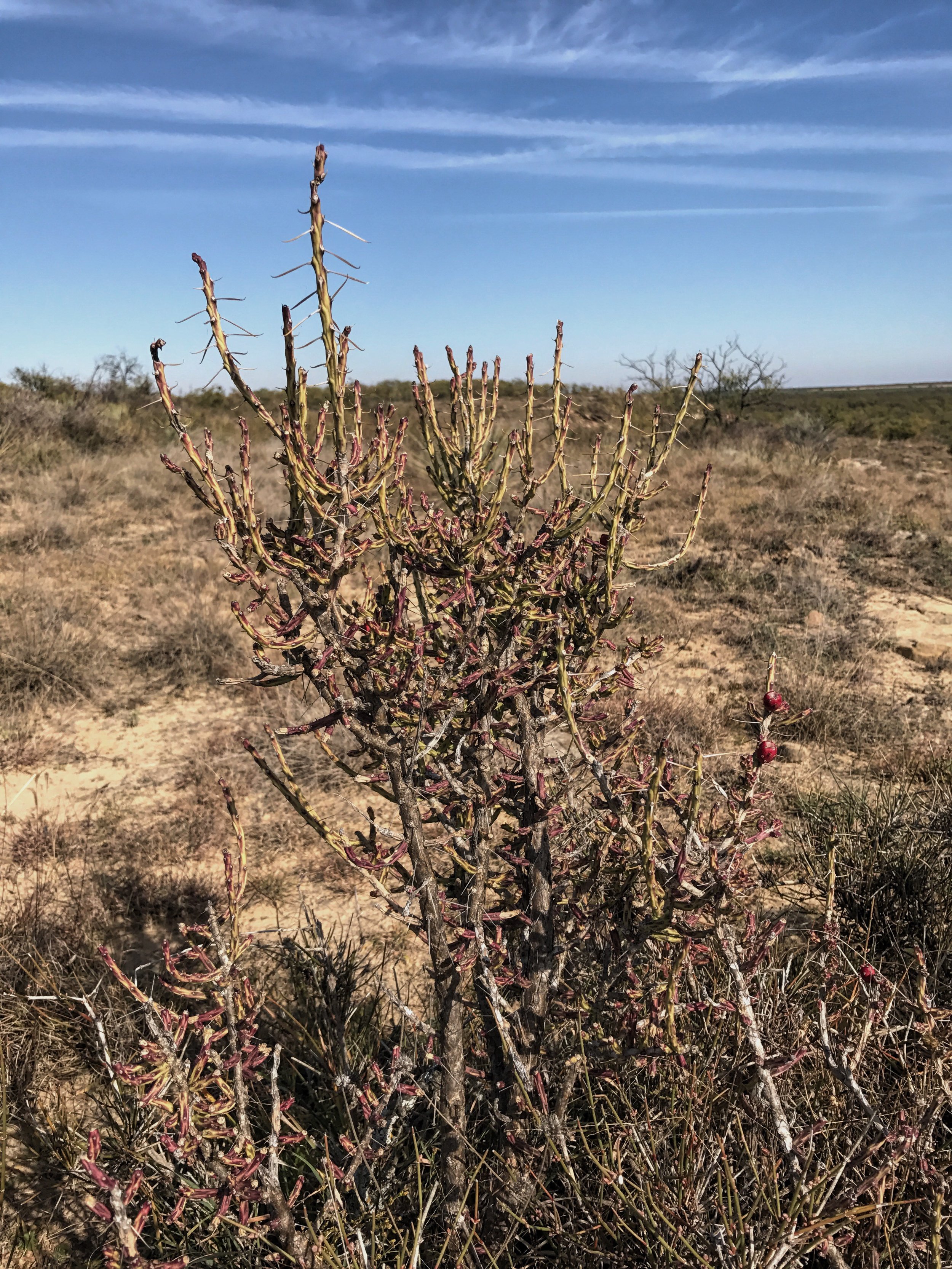 Cylindropuntia leptocaulis, Pencil Cactus