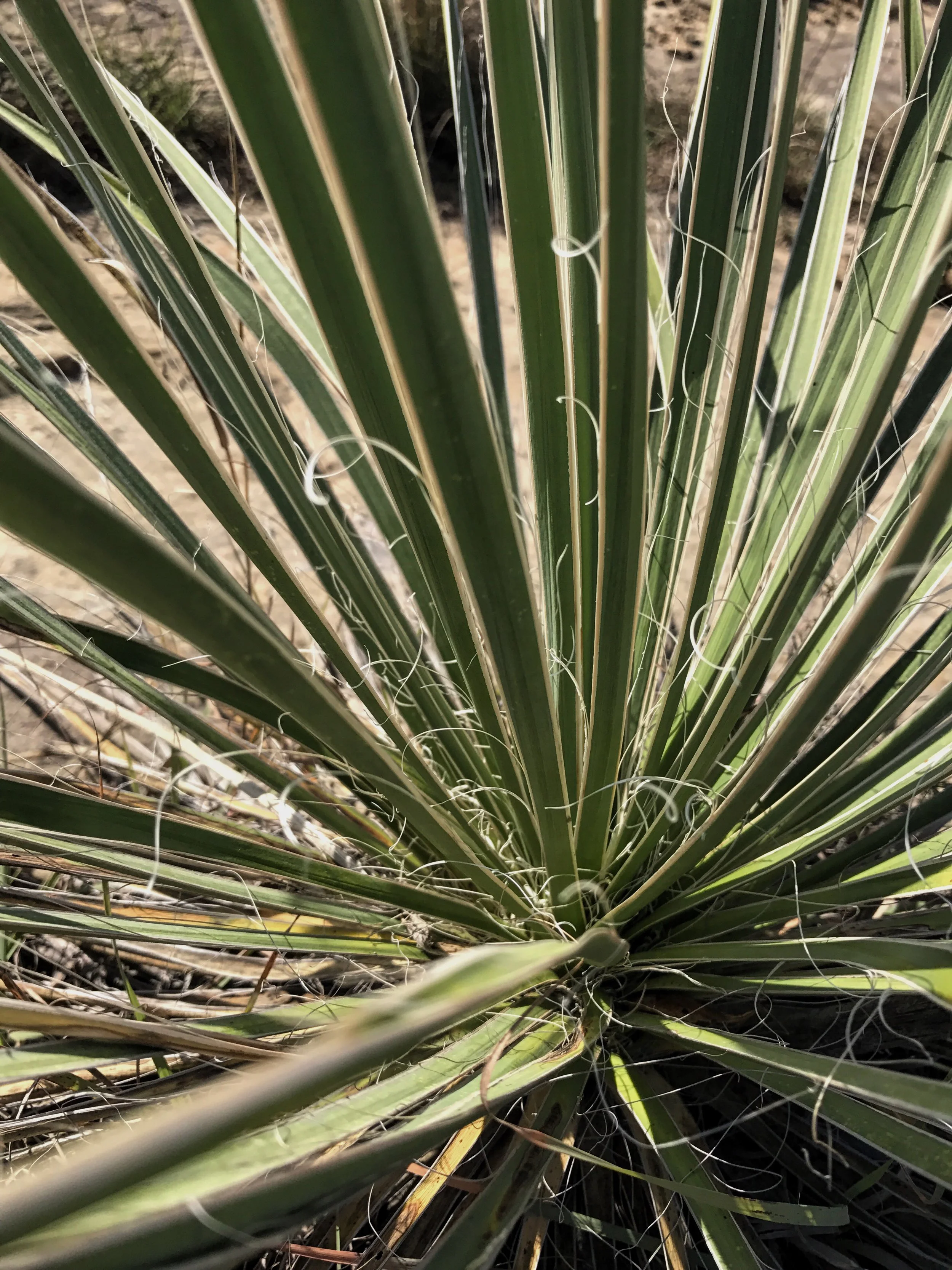 Yucca arkansana, Arkansas Yucca