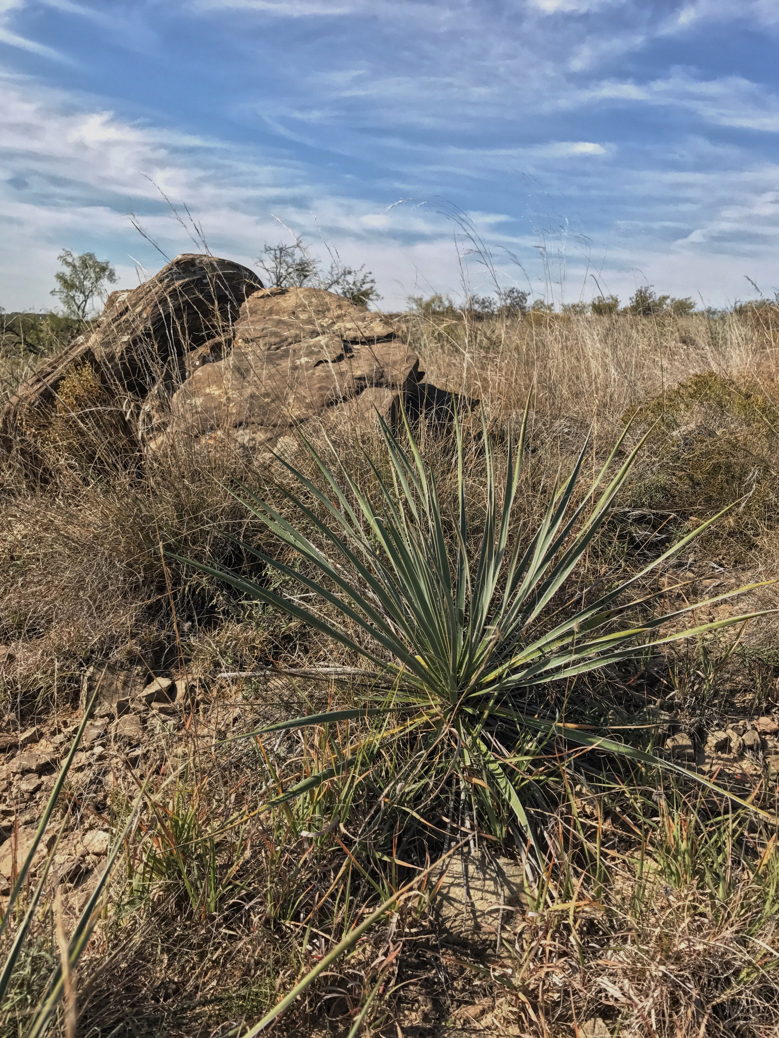 Yucca arkansana, Arkansas Yucca