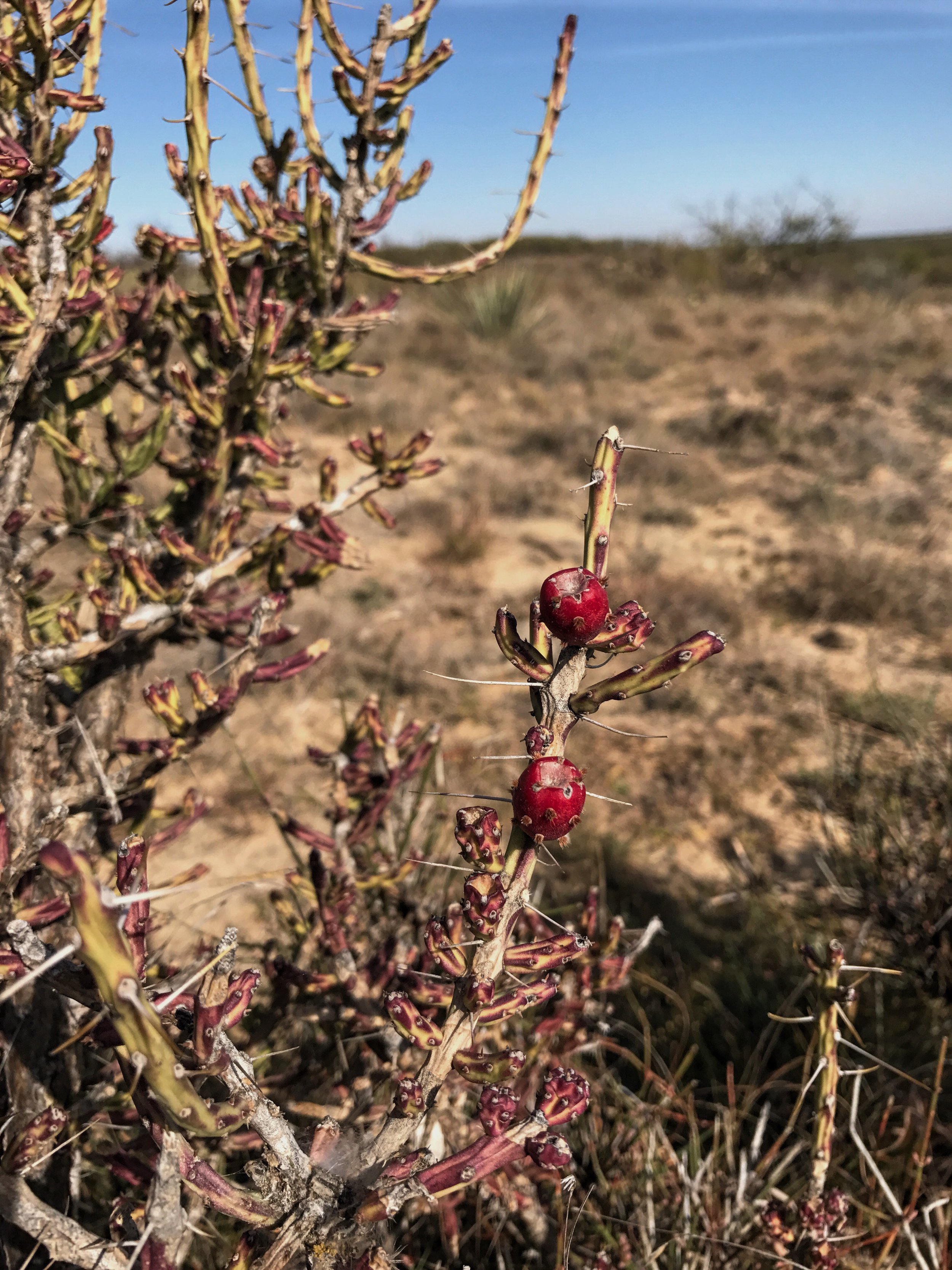 Cylindropuntia leptocaulis, Pencil Cactus
