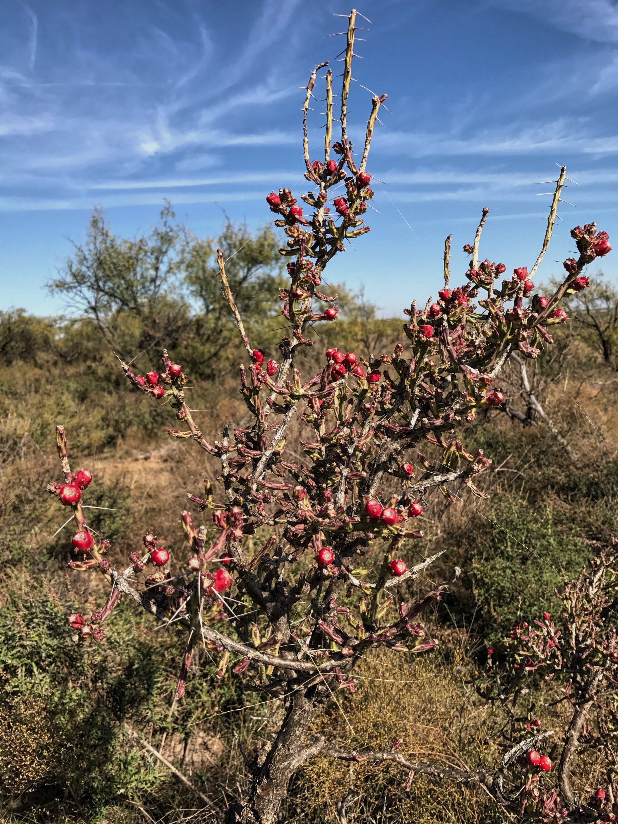 Cylindropuntia leptocaulis, Pencil Cactus