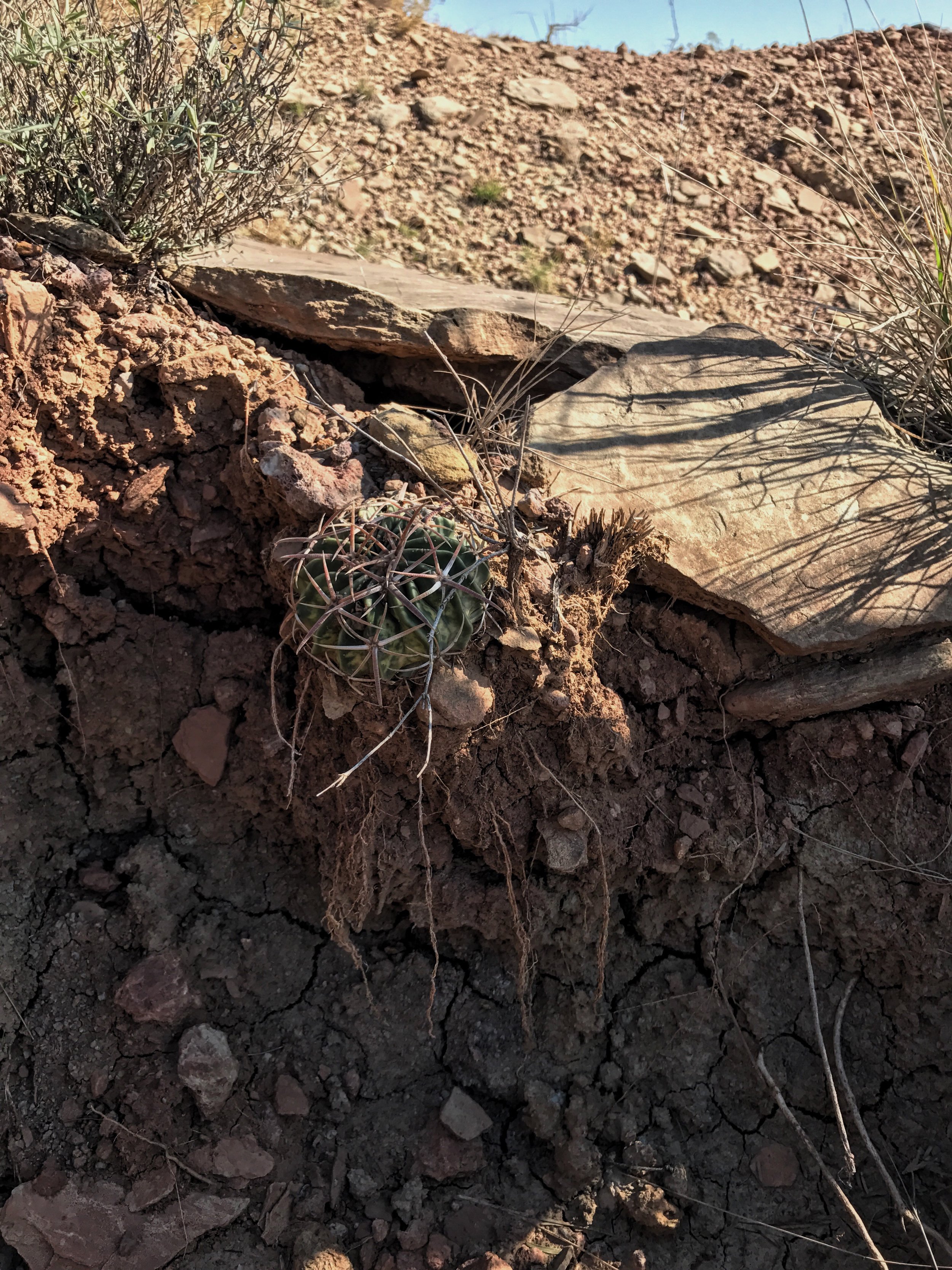 Echinocactus texensis, Horsecrippler Cactus