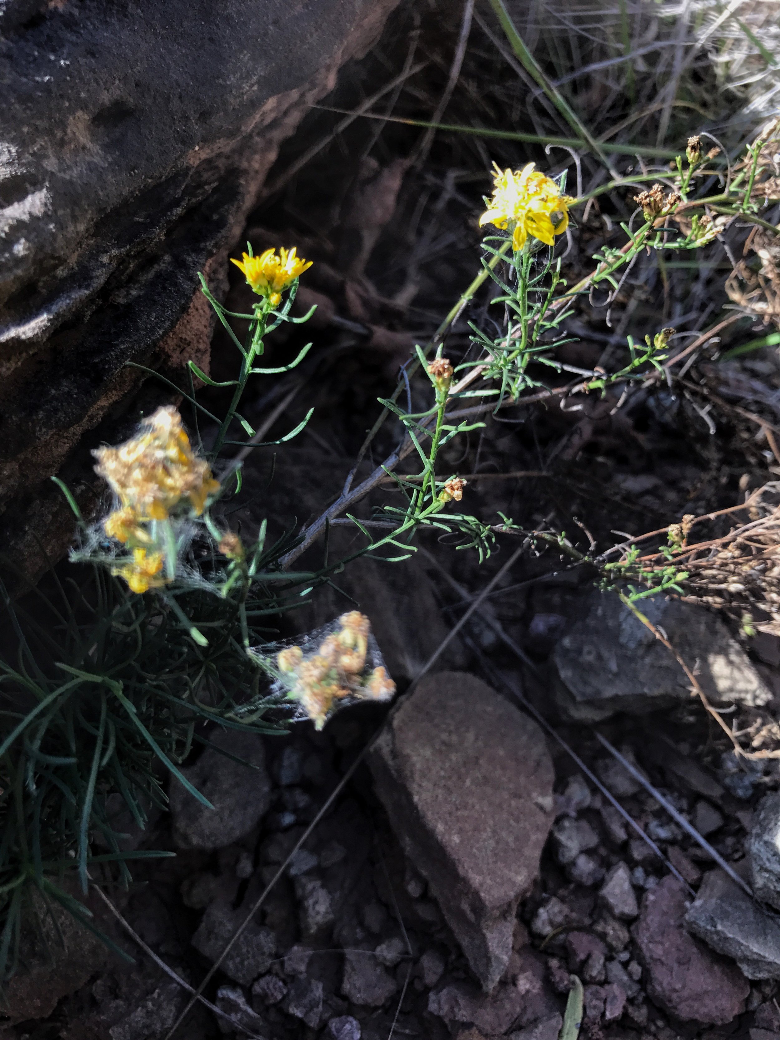 Gutierrezia sarothrae, Broom Snakeweed