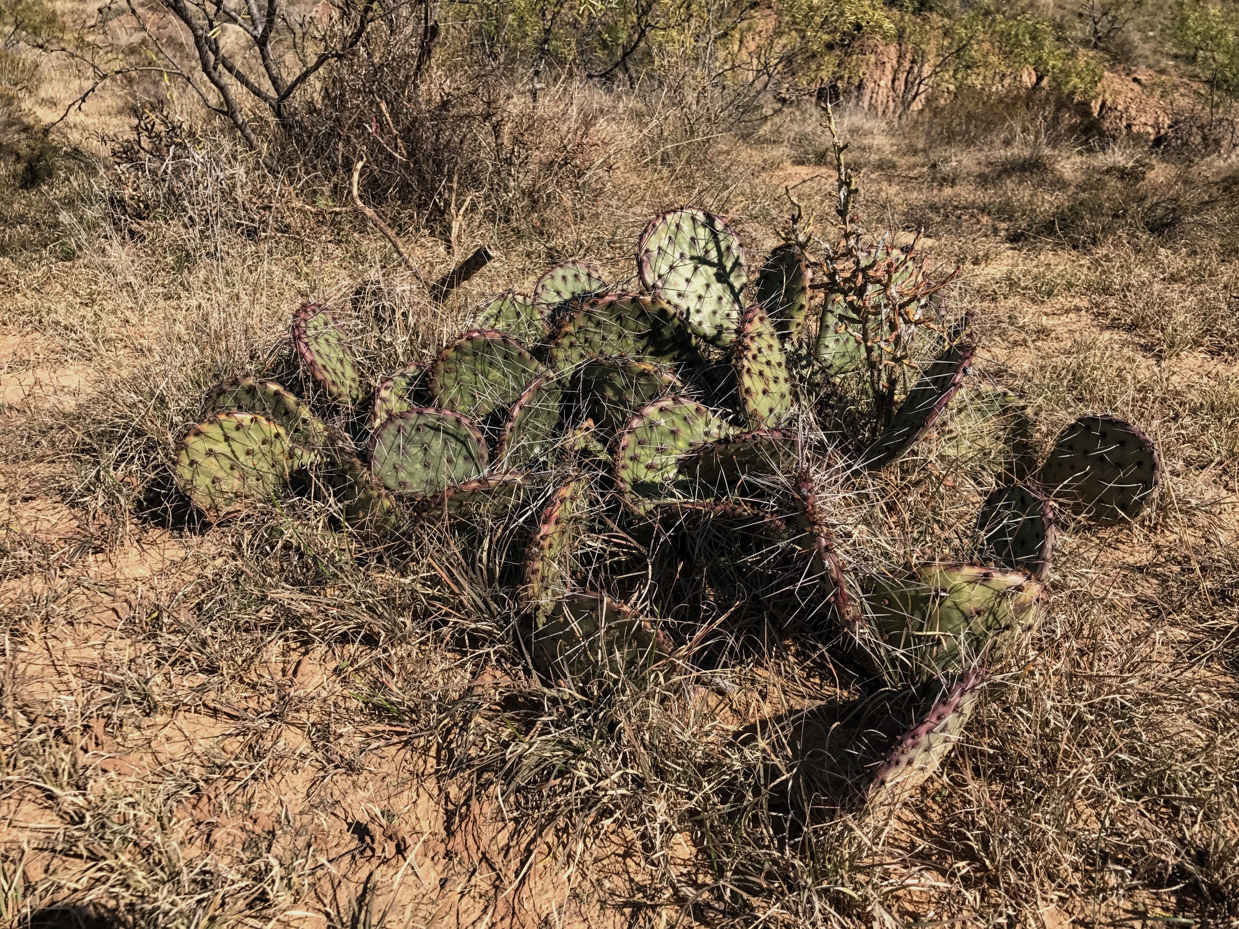 Opuntia tortispina