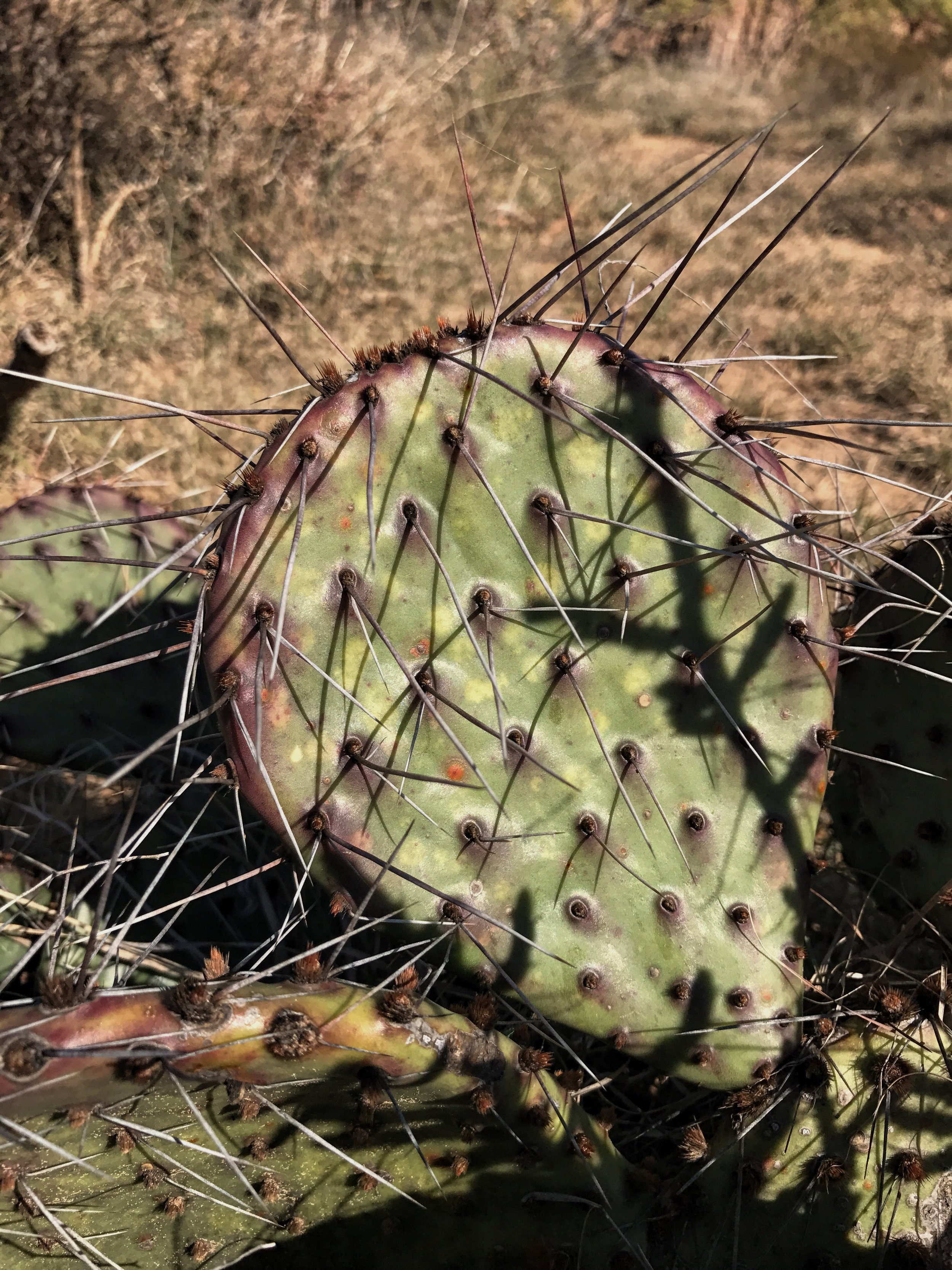 Opuntia tortispina