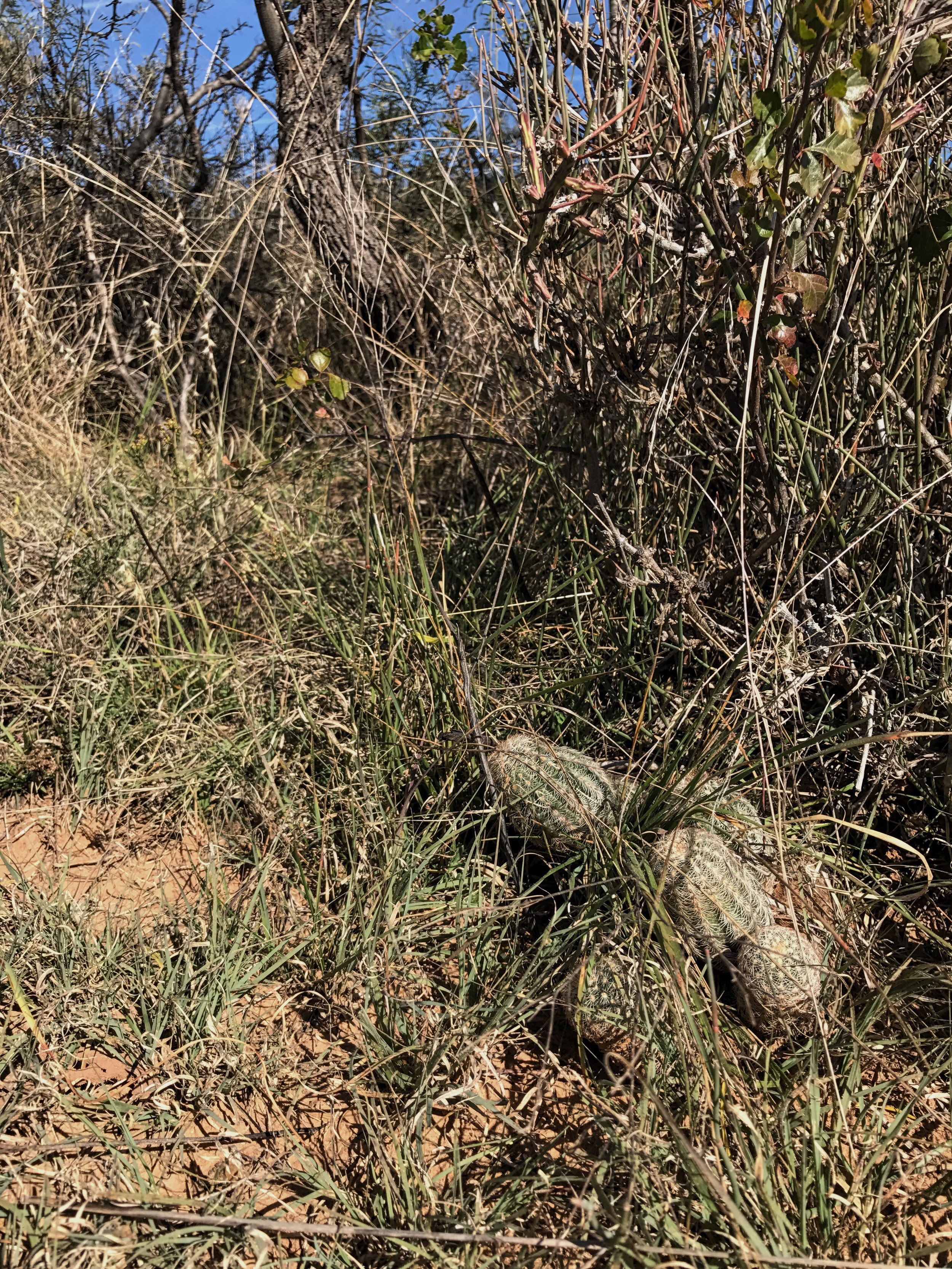 Echinocereus reichenbachii, Lace Cactus
