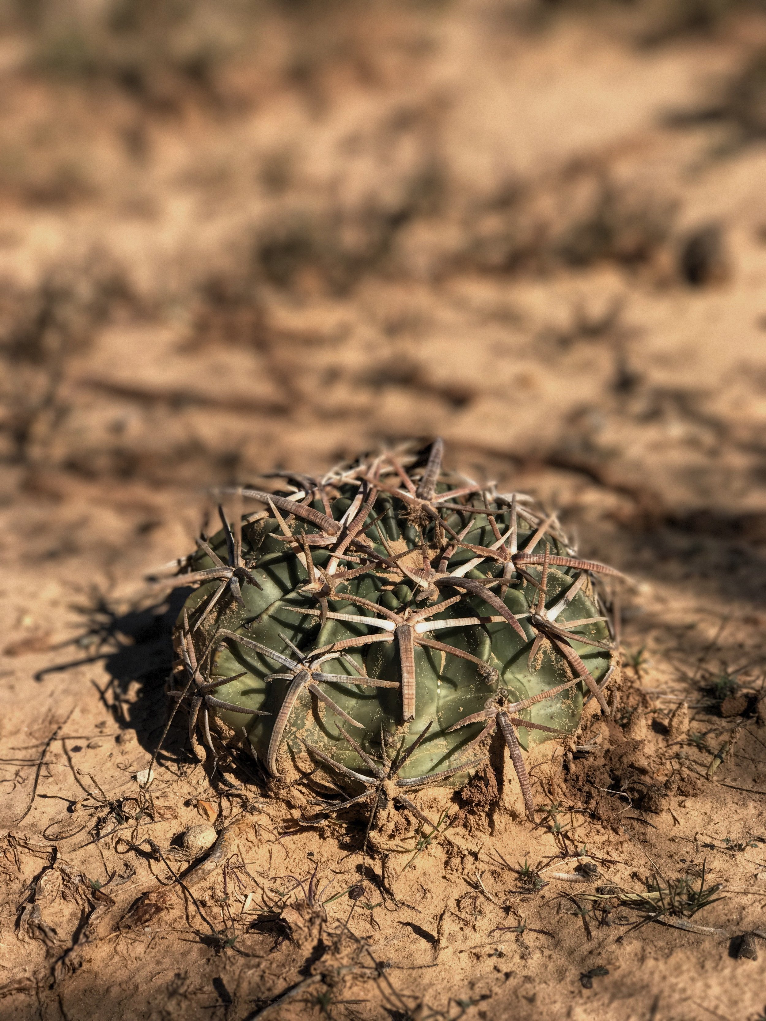 Echinocactus texensis, Horsecrippler Cactus