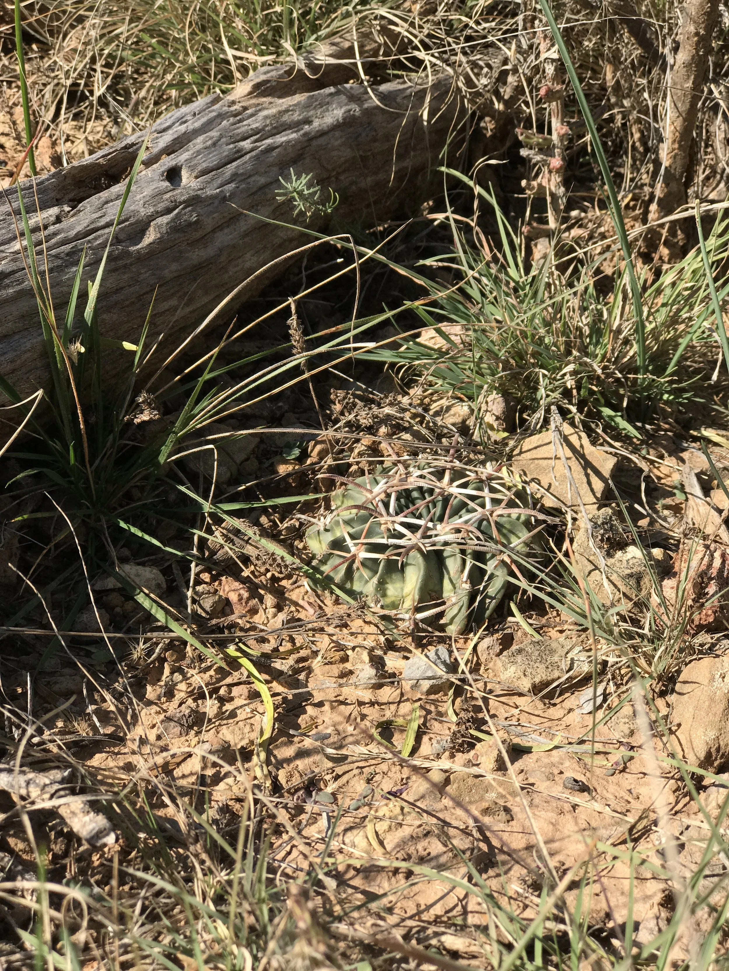 Echinocactus texensis, Horsecrippler Cactus