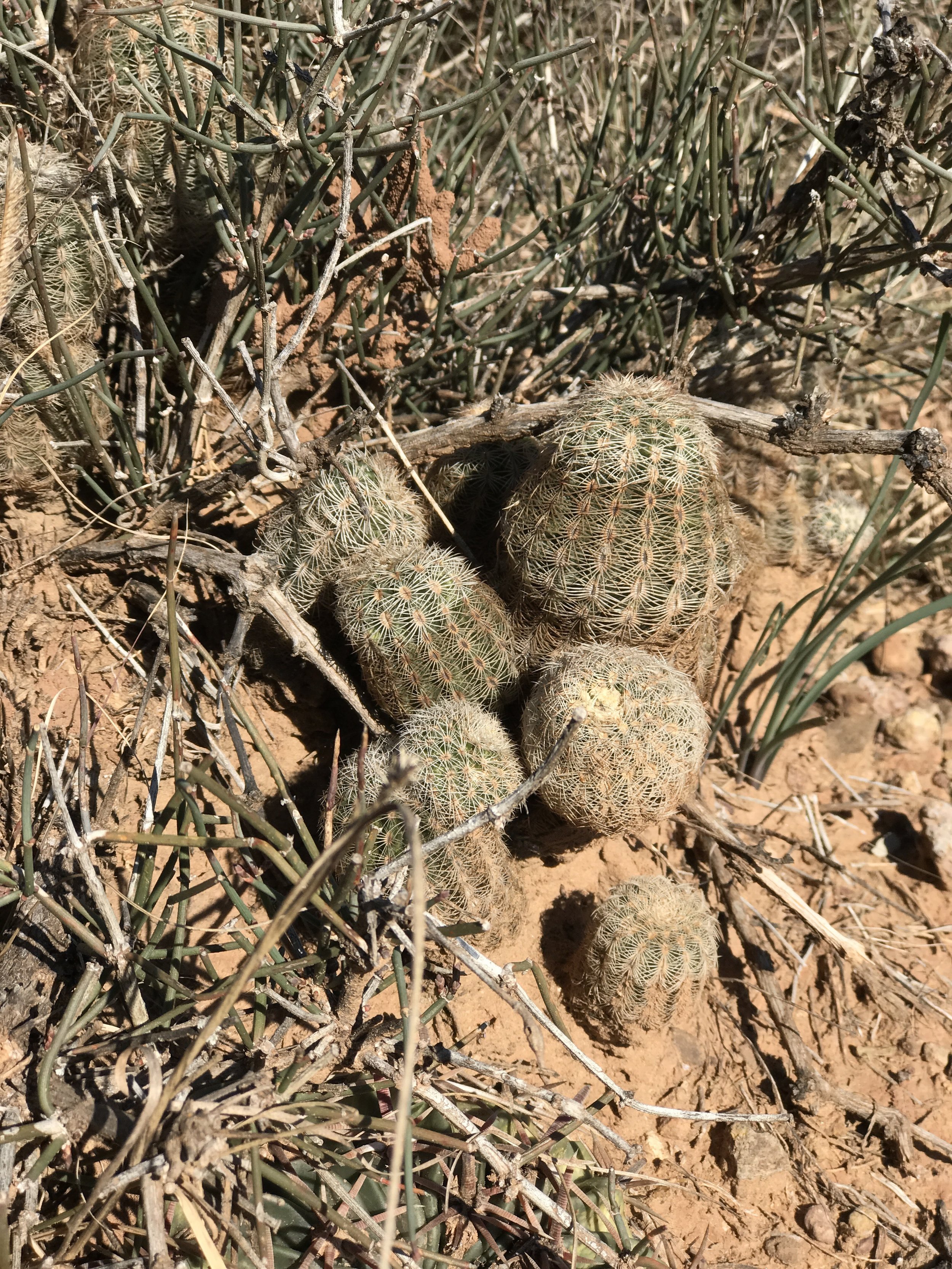 Echinocereus reichenbachii, Lace Cactus