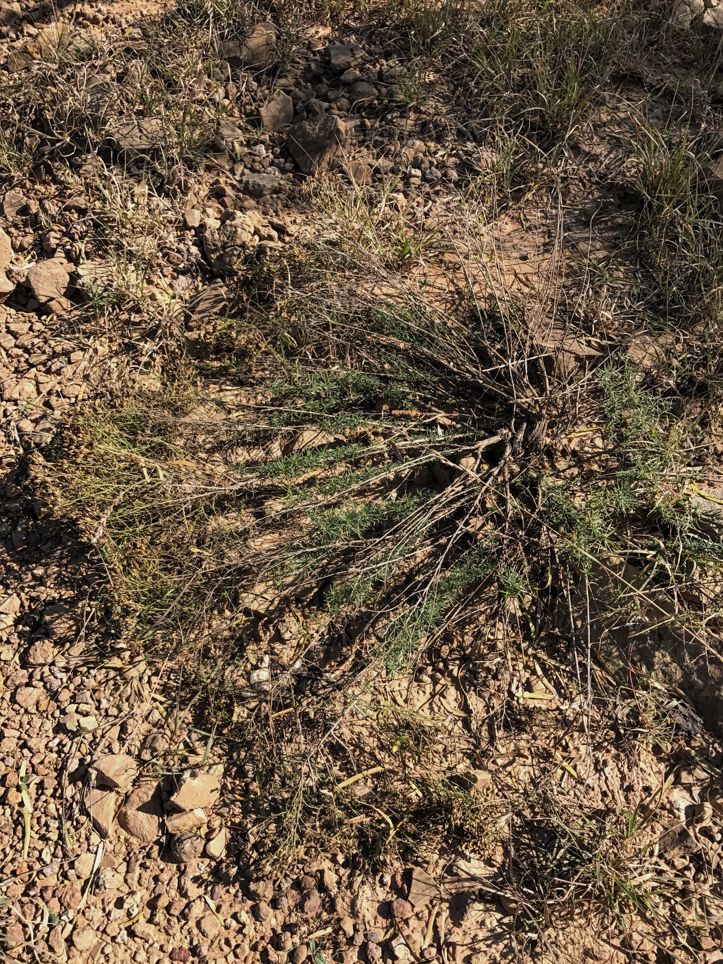 Gutierrezia sarothrae, Broom Snakeweed
