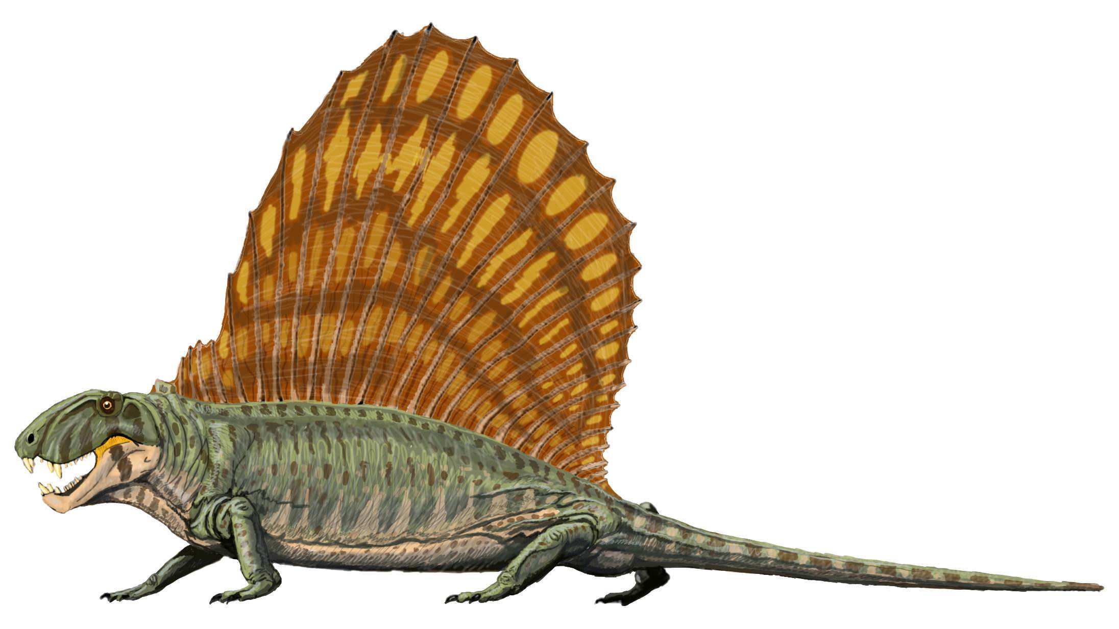 Source: https://commons.wikimedia.org/wiki/File:Dimetrodon_grandis.jpg Dimetrodon illustration