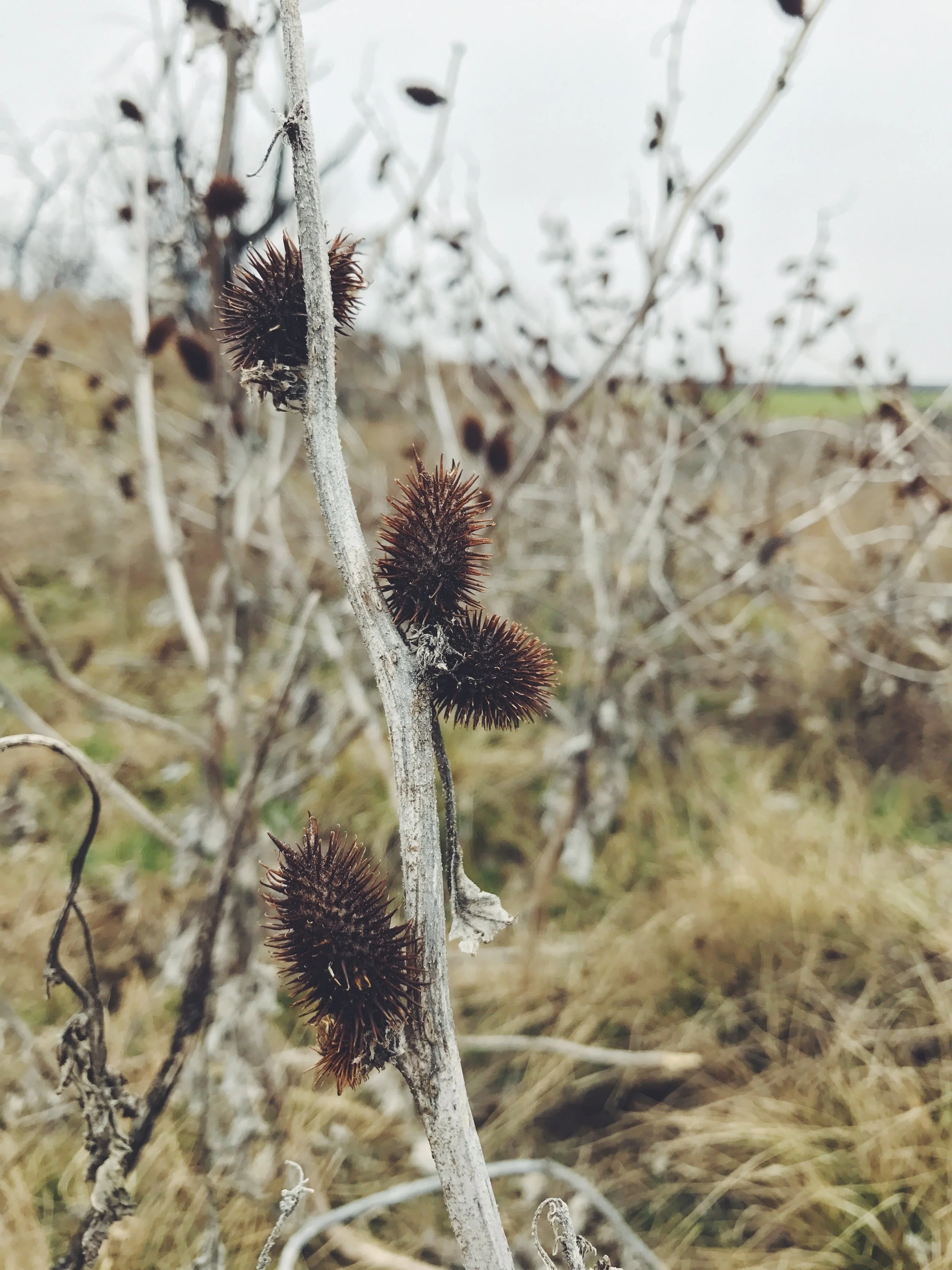 Xanthium strumarium, Cocklebur