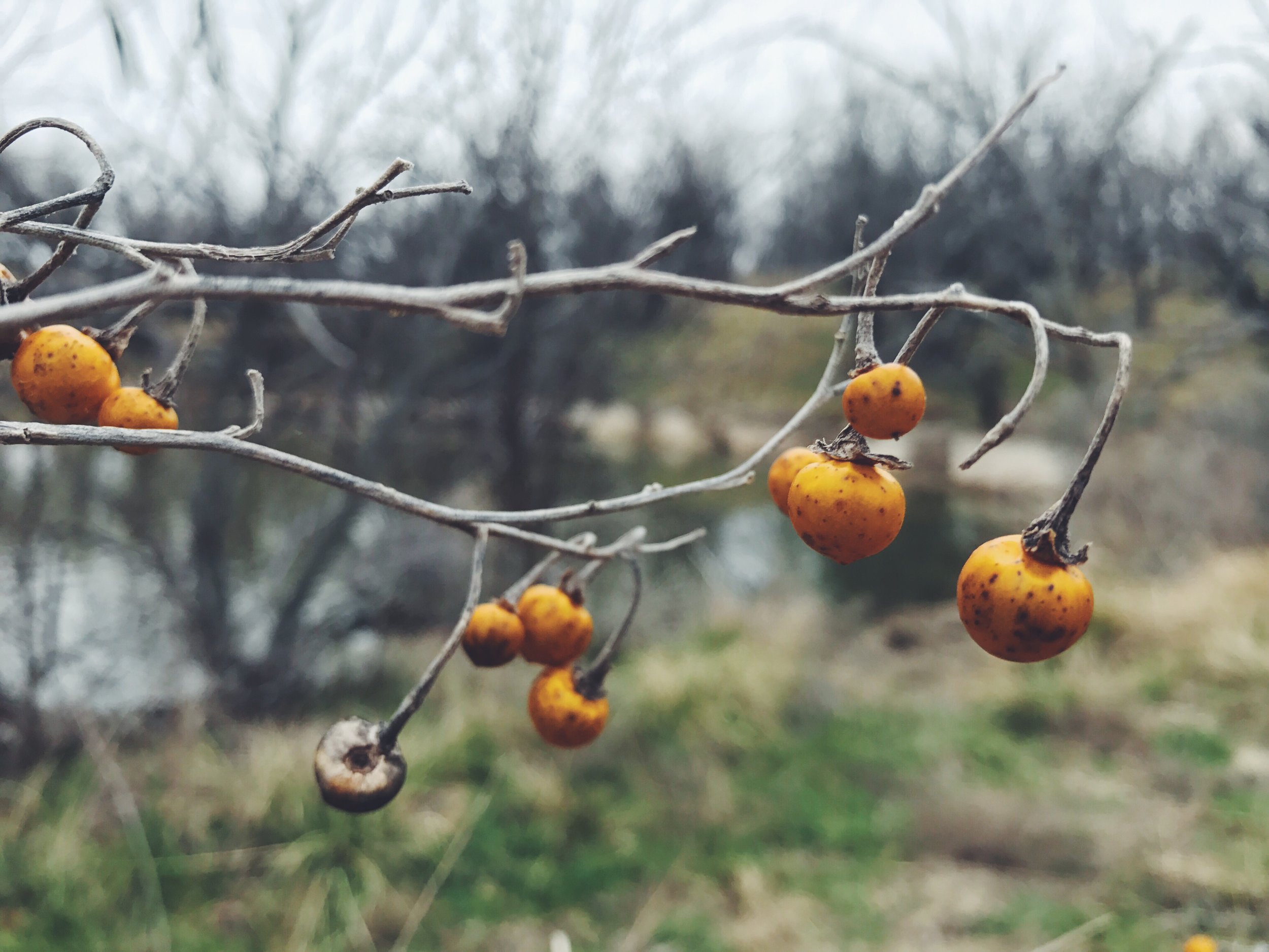 Solanum elaeagnifolium, Silverleaf Nightshade